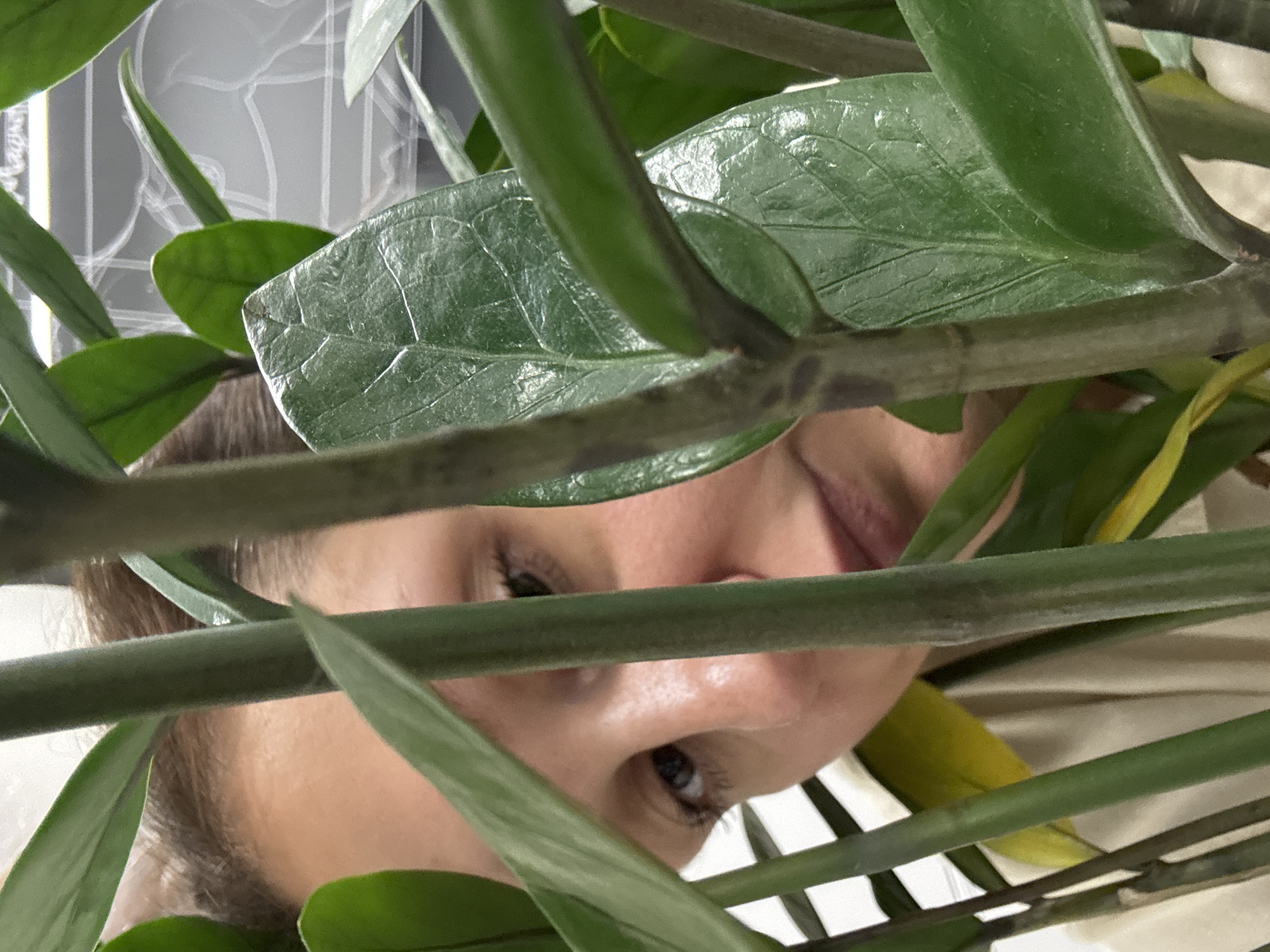 The image presents a close-up, upward-angled view of a person's face partially obscured by the dense, green foliage of a houseplant. The subject, appearing to be a woman, is seen peering through the leaves and stems. Her dark eyes, nose, and parts of her mouth and chin are visible, looking directly towards the camera.
The foreground is dominated by large, glossy green leaves with distinct venation, and thick green stems that crisscross the frame, creating a natural screen. One leaf in the lower right quadrant has a yellowish hue, suggesting it might be an older or fading leaf. The background behind the person is softly blurred, indicating an indoor setting. Faint, abstract white lines or patterns are visible against a greyish wall or surface in the background, particularly noticeable in the upper left section behind the leaves.
The image captures a candid moment, giving the impression of someone playfully hiding or observing from behind the plant. The lighting is diffused, consistent with an indoor environment during daylight hours, though the specific time of day is not evident. No visible text is present. This indoor scene is situated in Dubai, United Arab Emirates.