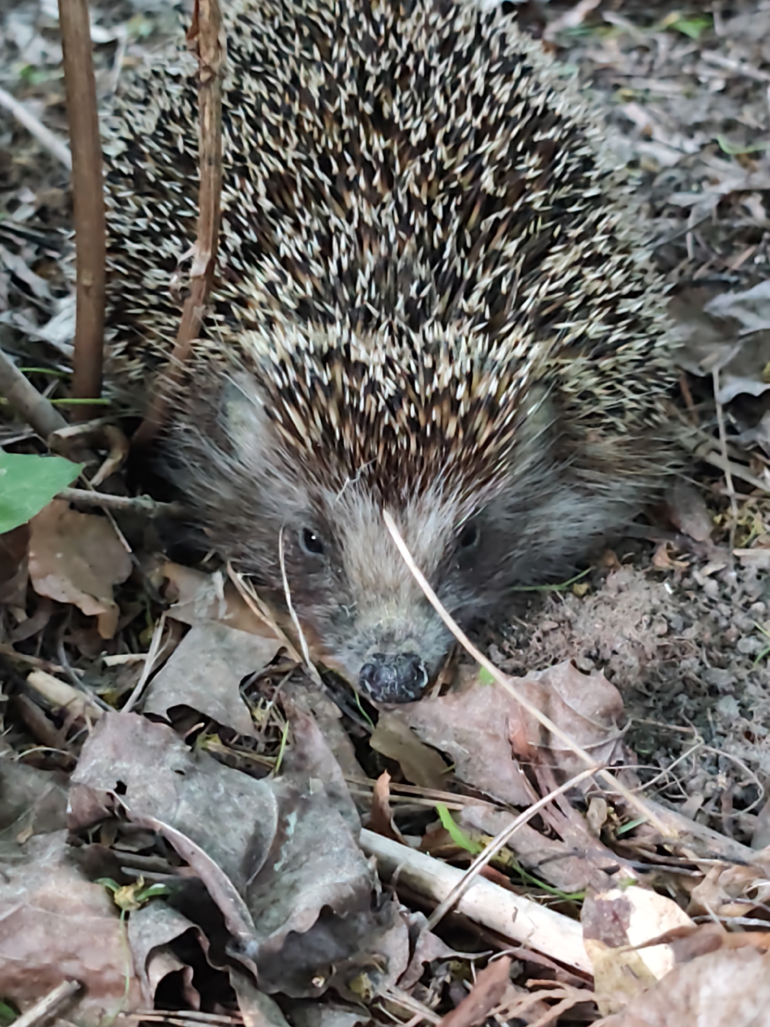 A hedgehog is positioned in a woodland environment, surrounded by fallen leaves, small twigs, and soil. The animal's spiny back is prominent, with dark brown and white spines. Its face is visible, showing its nose, eyes, and some bristly fur. The setting is natural, with organic material scattered across the ground, suggesting a forest floor or a similar outdoor location. The location is not identifiable as the city of Kratovo, Russia.