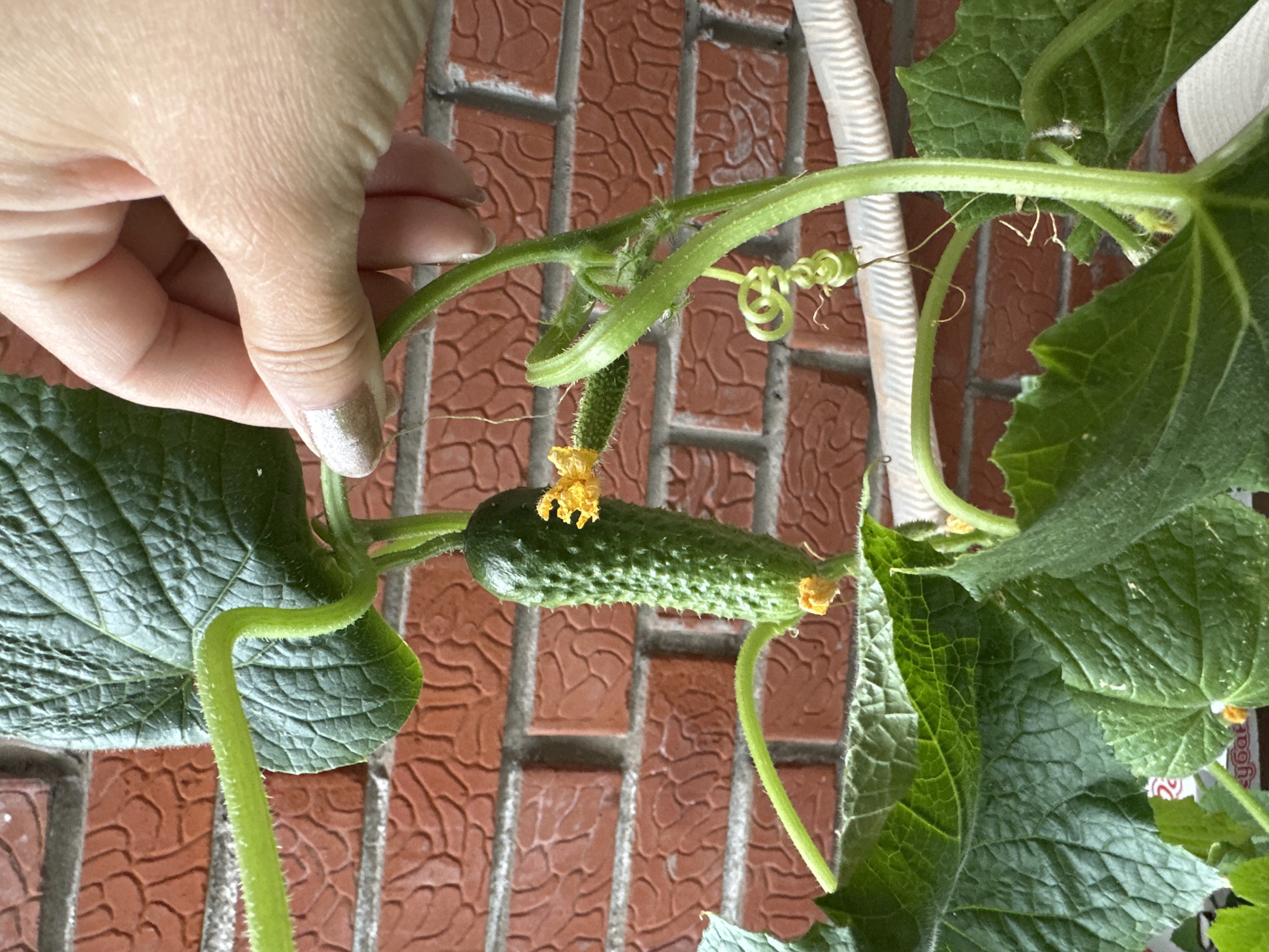 This image, captured in Chaikovsky, Russia, presents a close-up view of a cucumber plant (Cucumis sativus) in an outdoor setting, likely a balcony or garden, with a hand interacting with its vine.
In the center-left, a single, immature, dark green cucumber fruit, approximately 8-10 cm in length, hangs vertically. The cucumber's surface is distinctly ridged and covered with small, pale green spines. A withered, bright yellow flower is attached to the blossom end of the cucumber, and another smaller, yellow floral remnant is visible at its stem end.
A fair-skinned hand, with visible skin texture and light-colored (possibly silver or pale gold) nail polish on the fingernails, is positioned in the upper right. The thumb and index finger of this hand are gently grasping a stout, green, hairy vine or stem of the cucumber plant, possibly guiding or inspecting it.
The plant features several large, deeply veined, dark green leaves with undulating edges. The leaves exhibit a textured, somewhat wrinkled appearance. Thick, ridged green stems, also covered in fine white hairs, support the plant structure. Multiple green, spiraling tendrils, characteristic of climbing vines, are visible, some tightly coiled and others extending outwards. Small, bright yellow, five-petaled flowers, both open and withered, are distributed among the foliage.
The background consists of a reddish-orange brick wall with each brick featuring an embossed, irregular geometric pattern. The mortar lines are light gray. In the lower right background, a segment of a white, horizontally oriented, corrugated pipe or cable is partially visible. The scene is illuminated by natural light, producing defined textures and mild shadowing.