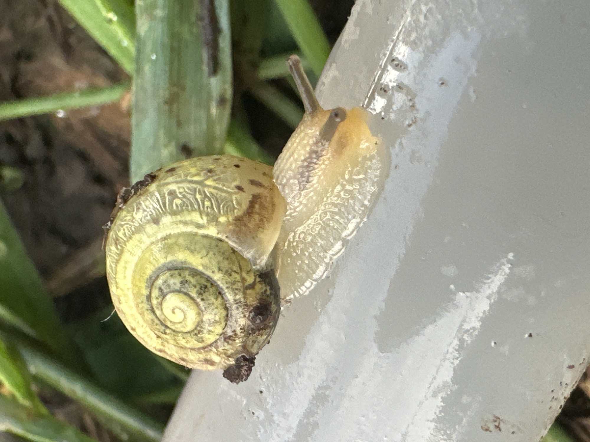 A close-up, eye-level shot captures a snail with a yellow, spiraled shell traversing a smooth, pale, cylindrical object, possibly a pipe or railing. The snail's body is a translucent, yellowish-orange, with a dark spot near the head, and its antennae are extended. The background is out of focus, revealing blurred green vegetation and brown earth, suggesting an outdoor environment. The lighting appears natural, highlighting the texture of the snail's shell and body. The image is likely from the area of Sredneye Kechevo, Russia, as indicated by the surrounding foliage.