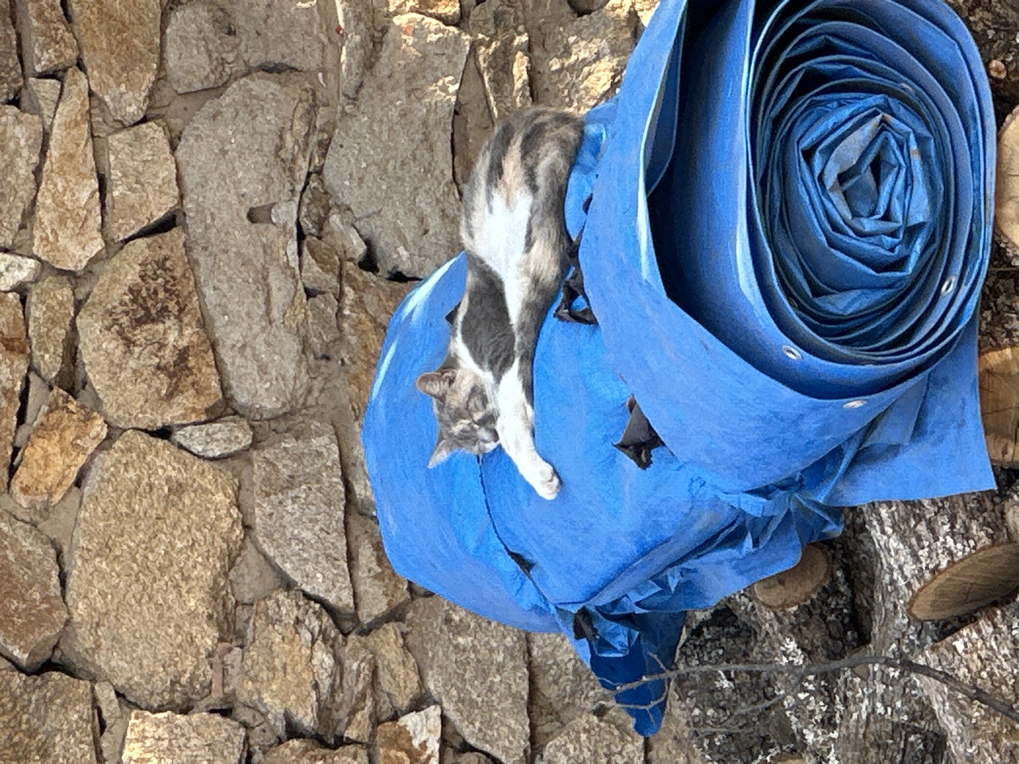 A gray and white cat is sleeping on a rolled-up blue tarp. The tarp is placed on top of a pile of logs. Behind the tarp and logs is a stone wall. The scene appears to be outdoors, possibly in a yard or storage area. The location in Malevo, Bulgaria is not discernible from the image.