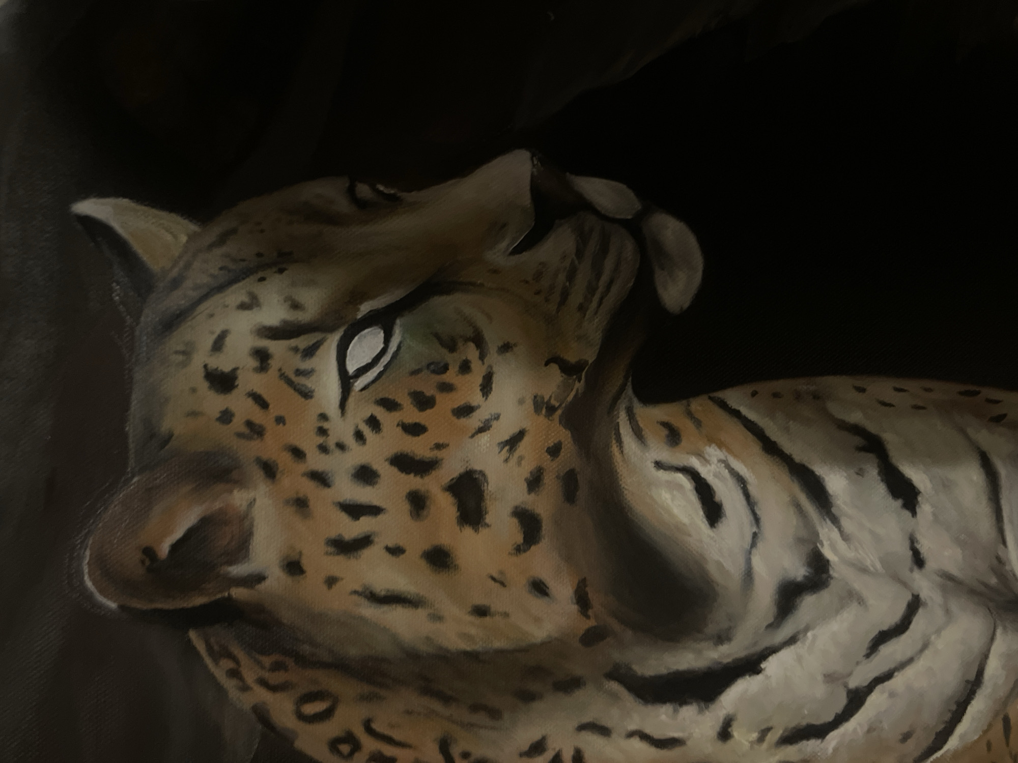 The image is a close-up painting of a leopard or similar spotted feline, possibly a jaguar. The animal is in a reclining position, with its head tilted upwards and to the left. It is primarily lit from the front and left, illuminating its face, neck, and part of its torso. The background is a dark, almost black color, providing a contrast to the lighter fur of the feline. The fur is a combination of light brown, tan, and white, with black spots and stripes. The animal's eye is visible and appears to be a pale color, possibly white or light green. The style of the painting suggests it may be a portrait or study, emphasizing the animal's features. There is no evidence to suggest that the painting is located in Puebla, Mexico or any other specific location.