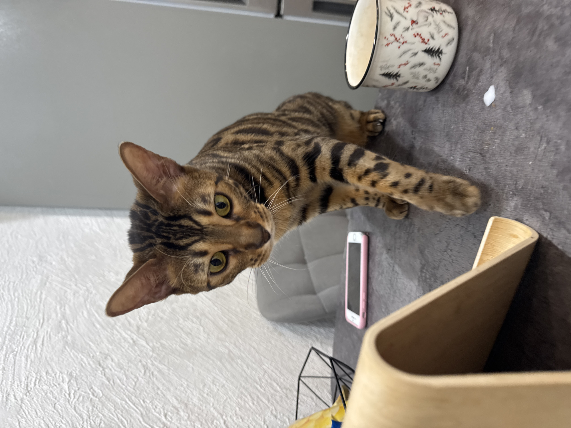 The image, originally oriented with a 90-degree counter-clockwise rotation, features a curious Bengal cat in an indoor setting. The cat, with its distinctive brown and black striped and spotted coat and striking emerald green eyes, is the central subject, looking directly towards the viewer. It is lying down on a dark gray countertop or table, with its front paws extended.
To the cat's right, a white mug with a festive red and black winter-themed pattern, depicting trees and small figures, rests on the same surface. A small, irregular white smudge is visible on the dark gray counter near the mug, possibly a spill.
In the background, a light gray textured wall is partially visible. Further to the right and slightly behind the cat, a pink and white smartphone lies on a light gray upholstered surface, likely an armrest of a sofa or chair. A portion of a curved, light-colored wooden desk organizer or stand occupies the lower right corner of the frame. The scene is illuminated by soft, ambient indoor lighting, and the cat's direct gaze conveys a sense of alertness and curiosity. No discernible text is visible.