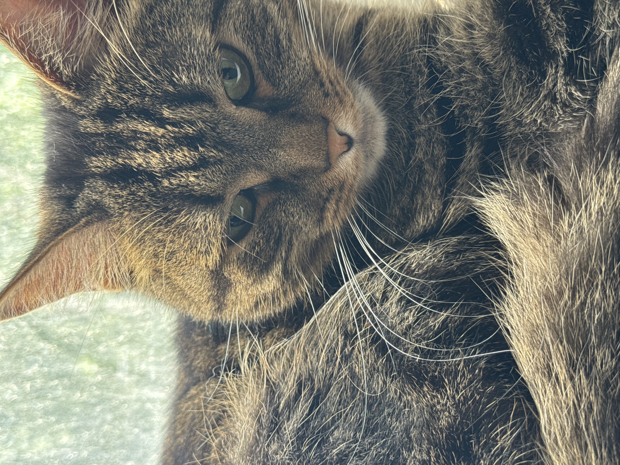 This is a close-up, low-angle, vertical, eye-level shot of a tabby cat. The cat is resting, curled up in a ball, with its head facing the camera. Its fur is a mix of brown, black, and grey stripes. The cat has green eyes and long white whiskers. The background is blurred and appears to be a window with light filtering through. The image does not provide any information about its location in Chaikovsky, Russia.