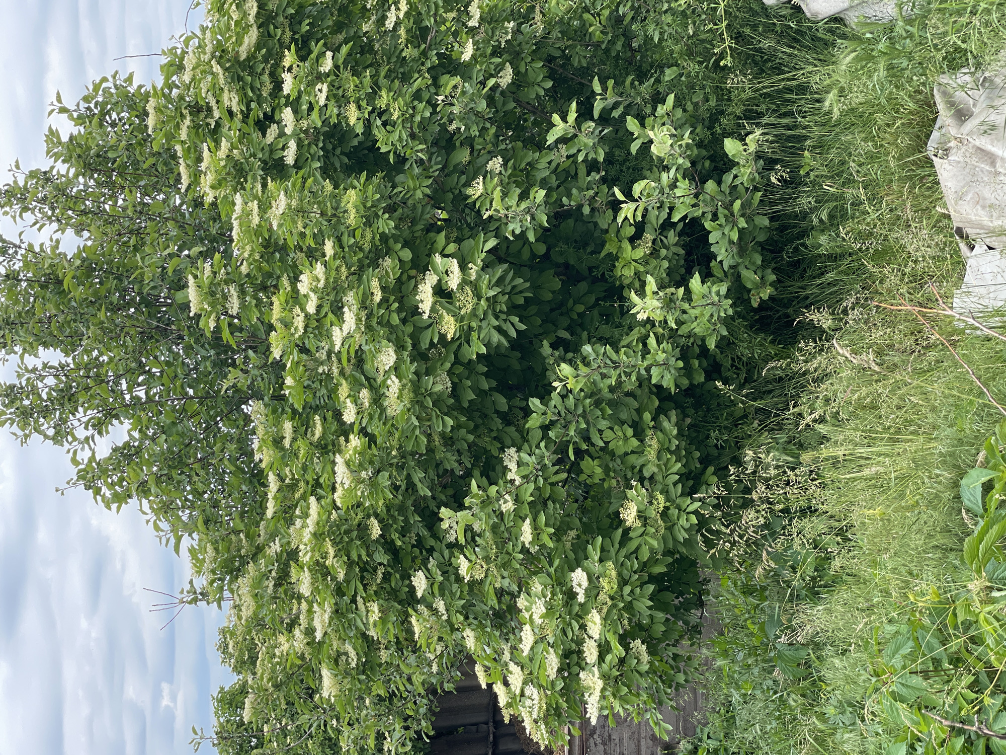 The image captures a vibrant outdoor natural scene, likely in Zelenyi Hai, Ukraine, dominated by a large, profusely blooming tree or shrub under an overcast sky. The sky, visible in the upper left quadrant, is light grey with soft cloud cover, indicating a cloudy daytime.
The tree, occupying the majority of the left and central frame, is densely covered with lush green leaves and countless clusters of small, creamy white flowers. These blossoms form elongated inflorescences, giving the tree a full, delicate appearance. The leaves are ovate and green, providing a rich backdrop for the white blooms.
Towards the right and lower-right sections of the image, the ground is covered with a thick growth of tall, green grass and other wild plants. Some areas show lighter, drier grasses with visible seed heads, suggesting an uncultivated area. In the bottom right corner, partially obscured by vegetation, are indistinct grey shapes, possibly pieces of concrete, tarp, or other debris.
No people or animals are visible, and no specific activity is occurring; the image presents a tranquil, static snapshot of nature. The scene conveys a sense of abundant growth and the seasonal beauty of flowering plants, likely during late spring or early summer. There is no visible text in the image.