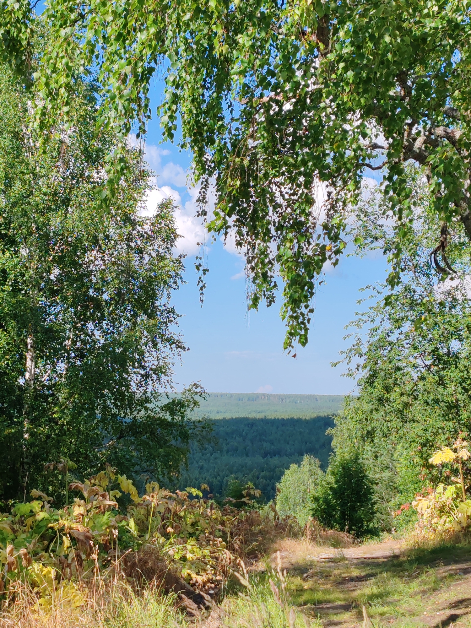 The image depicts a landscape view from a wooded area, looking out over a dense forest under a bright blue sky with scattered white clouds. The foreground features a dirt path winding through dry grass and large-leafed plants that appear to be partially dried or yellowed. Overhanging branches of trees, primarily birch with their characteristic white bark and green leaves, frame the upper portion of the image. The middle ground shows the expanse of the forest, a rolling expanse of green trees. The distant horizon is hazy and suggests a flat or gently rolling terrain. There are no people or animals visible in the scene. The lighting suggests it is daytime, with the sun casting shadows on the path and illuminating the foliage. The overall impression is of a natural, rural setting. This location is identified as being in Чухлэм, Russia.