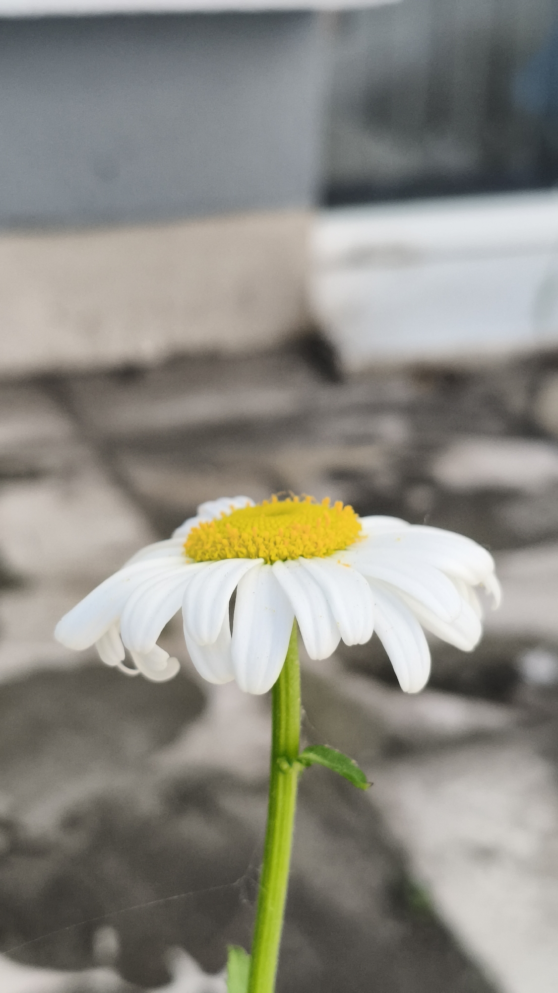 A close-up shot captures a single daisy with a bright yellow center and white petals. The daisy is positioned with its stem rising vertically, slightly off-center. A small insect rests on the yellow center of the flower. The background is blurred, showing what appears to be an outdoor urban environment with gray paving stones or tiles and a blurry view of structures in the distance. Given the prompt information about Nowy Tomyśl, Poland, the location is likely an urban or semi-urban setting within the city, possibly a garden, a public park, or near a building.