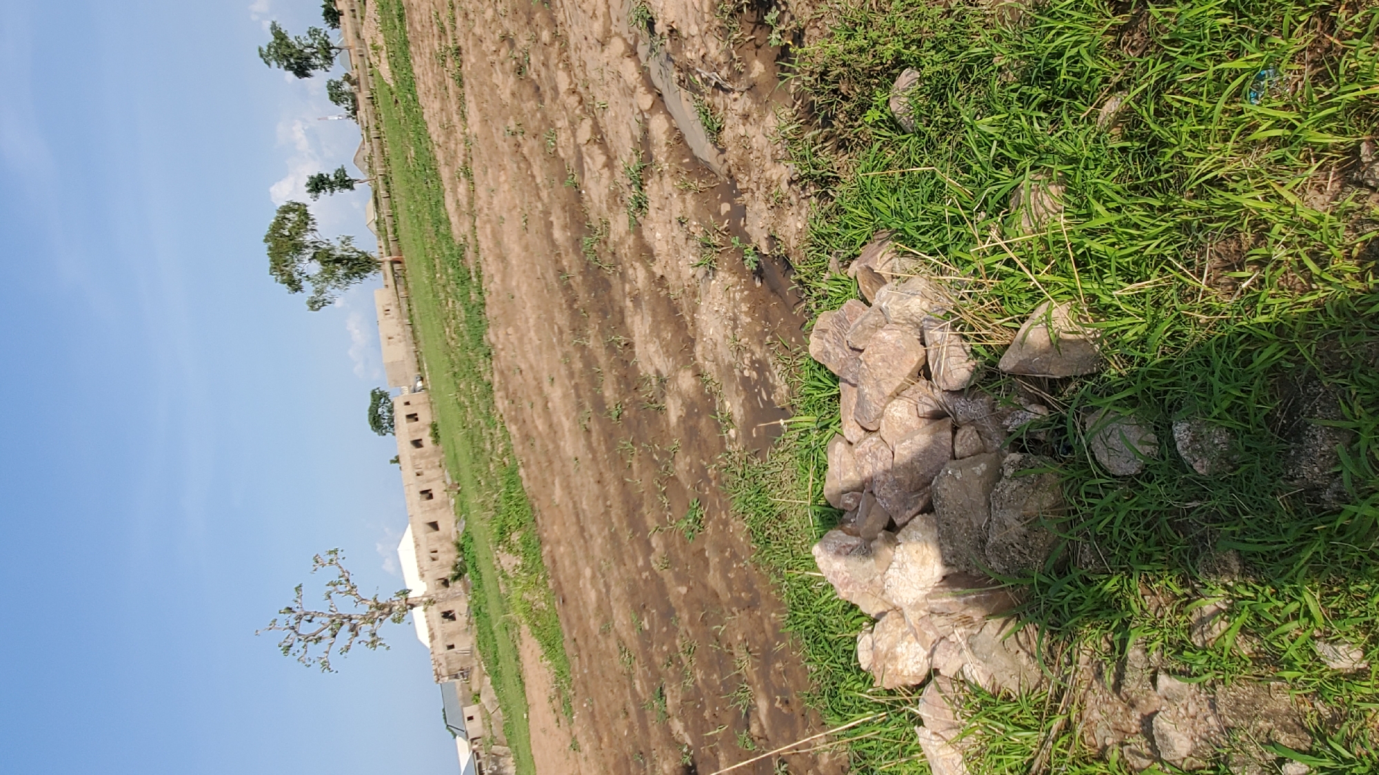 The image depicts an outdoor scene in Jalingo, Nigeria, likely on a construction site or undeveloped land. The foreground features a pile of light-colored rocks and green grass. Beyond this, a field with damp, muddy patches and sparse vegetation stretches into the middle ground. In the background, several unfinished buildings with open windows are visible, suggesting ongoing construction. Scattered trees, some bare and others with foliage, dot the landscape, with more trees and structures further in the distance. The sky is clear and blue with a few wispy clouds. There are no people visible in the image.
