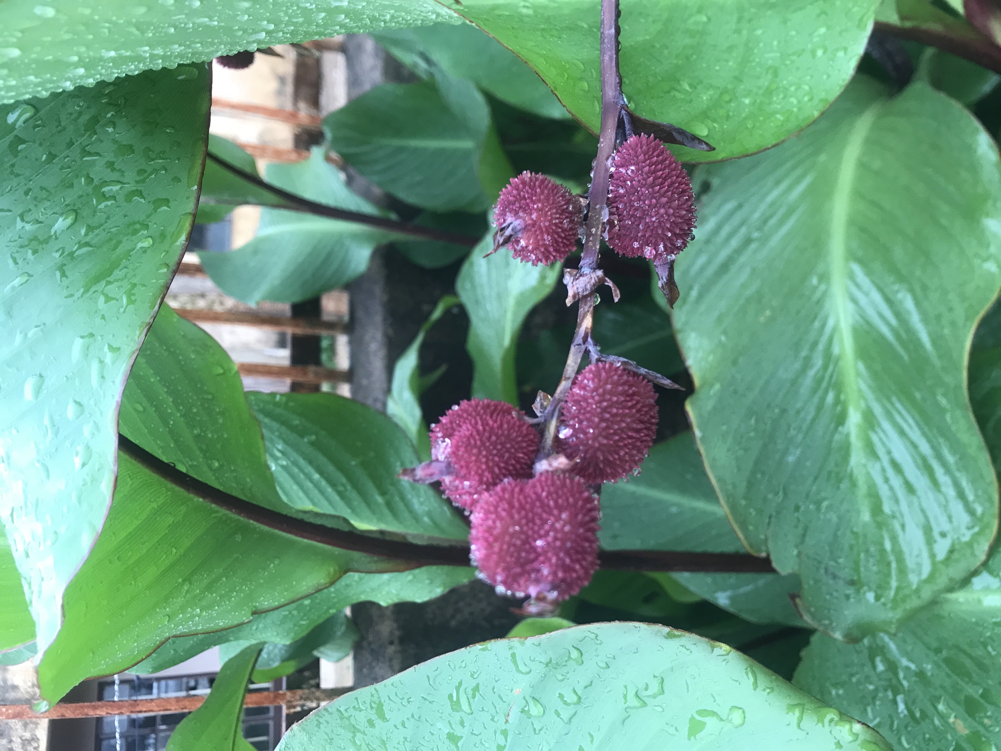 The image displays a close-up view of a plant, likely a Canna lily (Canna indica), situated in Rafin Par, Nigeria. The primary subjects are the plant's large, broad green leaves and distinctive seed pods.
The leaves, which fill much of the frame, are a vibrant green with visible venation. Many of them are covered in numerous small water droplets, indicating recent rain or heavy dew. Some leaves show a subtle reddish-brown tint along their edges.
Prominently featured in the center is a cluster of approximately five to six spherical to ovoid seed pods. These pods are a dark maroon or purplish color and possess a spiky, textured surface, also adorned with water droplets. They hang from a dark, reddish-brown stem that extends vertically through the image.
The background is softly blurred, allowing the plant to remain the focal point. Hints of a man-made structure, including what appears to be a metallic railing or fence and possibly a window, are visible through the foliage, suggesting an outdoor setting, perhaps a garden or a green area adjacent to a building. The lighting is natural and appears soft, consistent with an overcast day or early morning light. There is no visible text in the image.