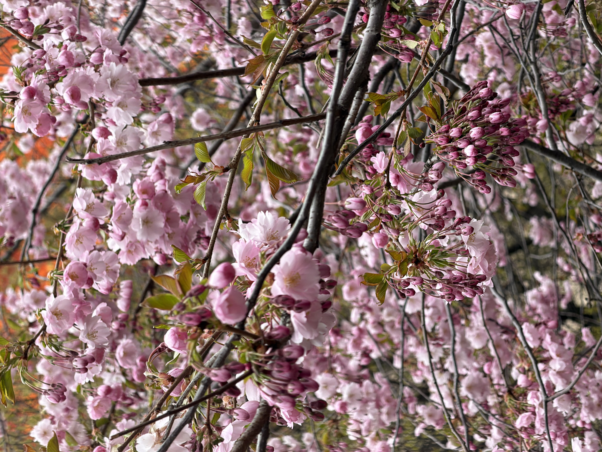The image depicts a weeping cherry tree in full bloom. The location is likely Saint Petersburg, Russia, given the description. The branches are laden with pink flowers and unopened buds, creating a dense and visually striking display. Some branches also have green leaves emerging. The branches are dark, and the background shows a blurred mix of green and hints of orange. There are no people visible in the scene.