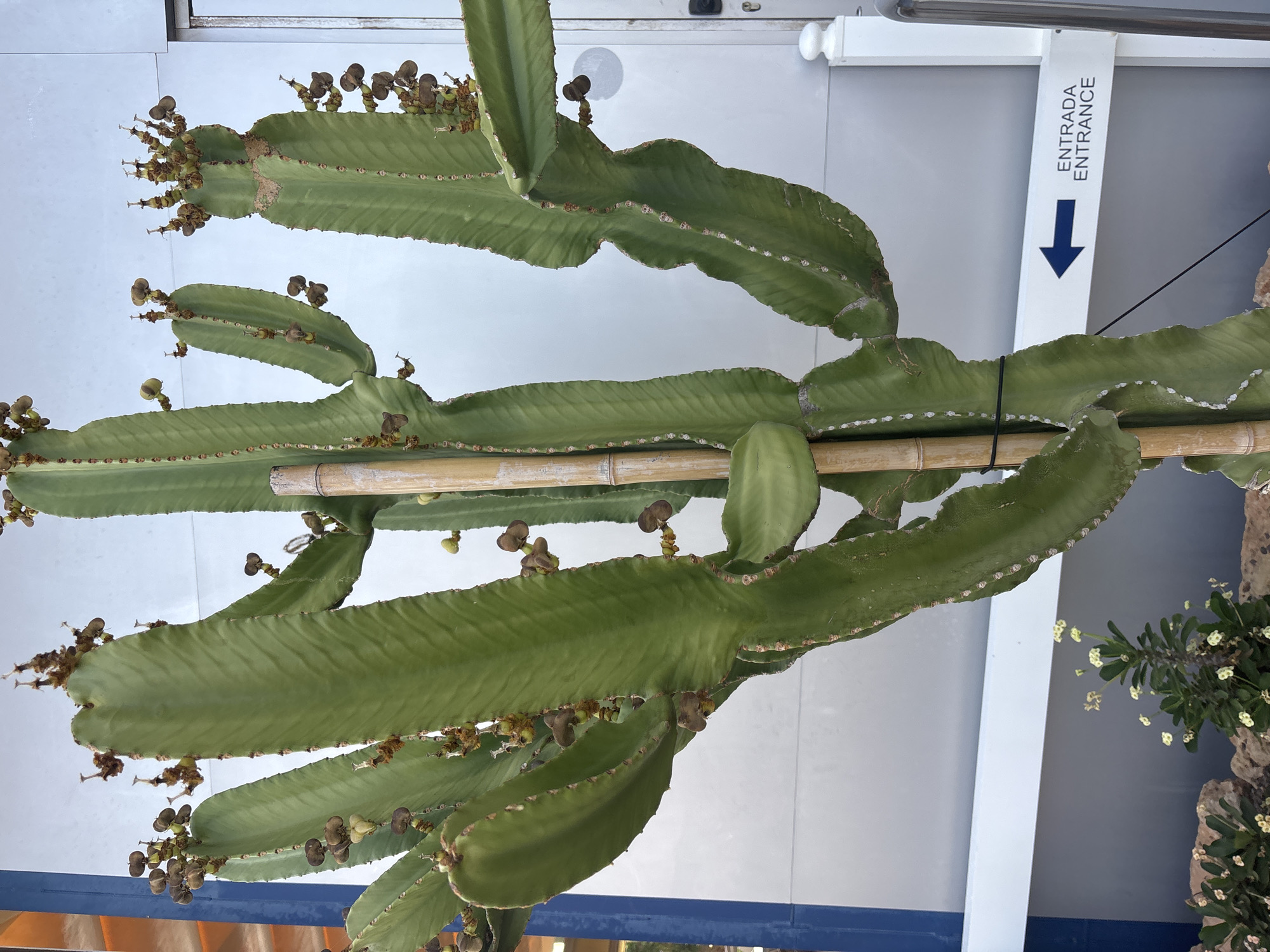 The image shows a large, green cactus with multiple branches, some of which are supported by a bamboo pole. The cactus has a wavy, ribbed texture and is adorned with numerous small, dark brown seed pods. In the background, there is a white wall and a blue railing. To the right of the cactus, a smaller plant with delicate white flowers is visible next to a rock formation. A white sign with a blue arrow pointing downwards is attached to the wall, with the text "ENTRADA ENTRANCE" printed on it. The scene appears to be outdoors, possibly in a garden or a public space in a warm climate. The lighting suggests it is daytime. The overall impression is a natural setting with man-made elements.