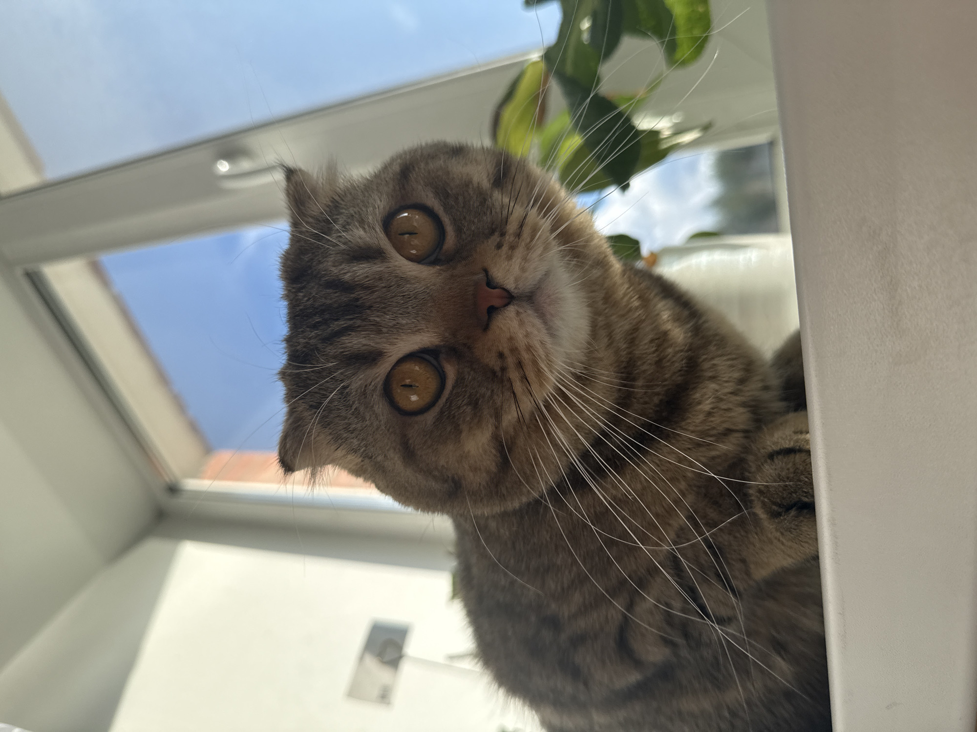 A low-angle, close-up shot shows a Scottish Fold cat with golden eyes looking directly at the camera. The cat's face is predominantly brown tabby. The cat is positioned near a window, which shows a view of the blue sky and the roof of a building. A green plant is partially visible behind the cat. A white, rectangular object is on the right side of the frame, obscuring part of the cat's body. The cat is located in the city of Unknown, Unknown.