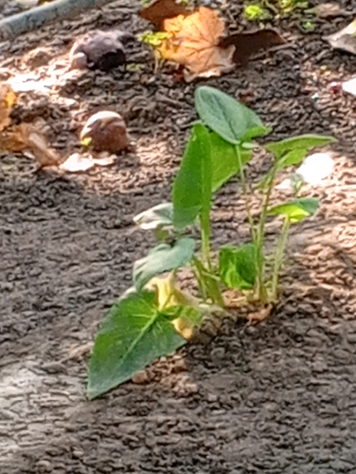 This is a close-up, high-angle, medium-shot photograph of a small, green plant growing in dark, uneven soil. The plant has multiple stems and broad, heart-shaped leaves. There is a small white flower visible on one of the stems. The soil appears to be a mixture of dirt and small pebbles. Fallen leaves, some brown and dry, are scattered on the ground in the background. The lighting suggests it is daytime, with shadows indicating sunlight. There are no people or animals visible in the image. The location is identified as Karabagish, Uzbekistan.