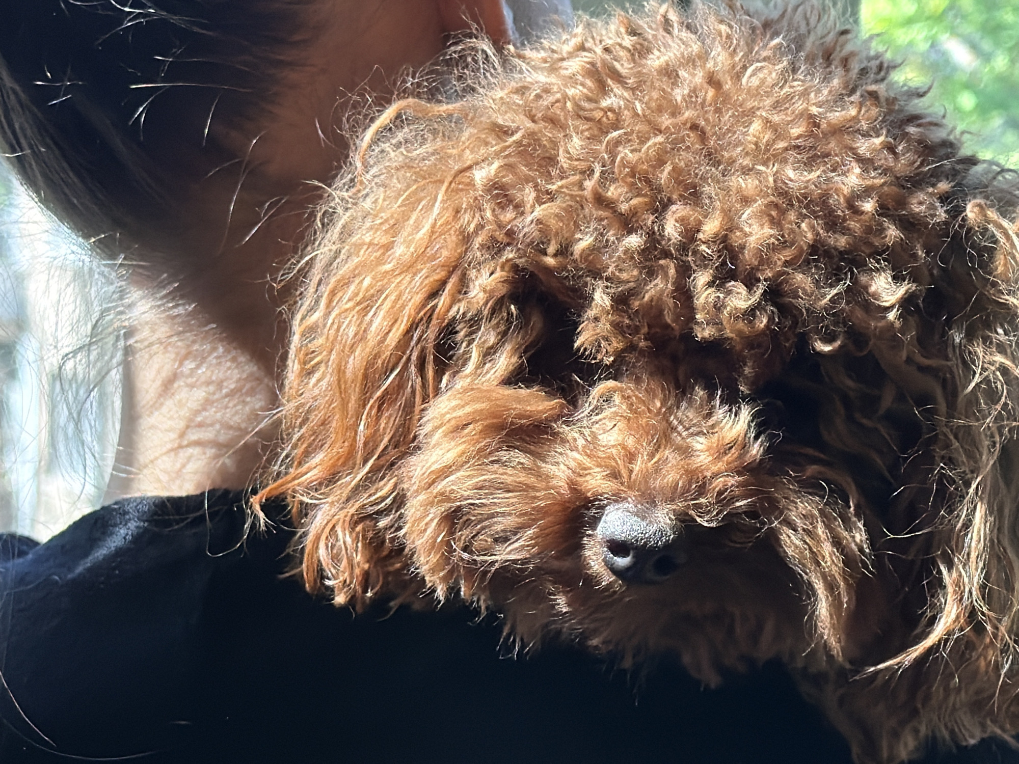 A close-up, medium shot shows a light brown, poodle-type dog being held against a person's shoulder. The dog's face is the focal point, revealing its black nose and curly fur. The person is wearing a black shirt. Background is blurred, with an indication of greenery suggesting an outdoor setting. No indications of location in Sofia, Bulgaria, are present in the image.