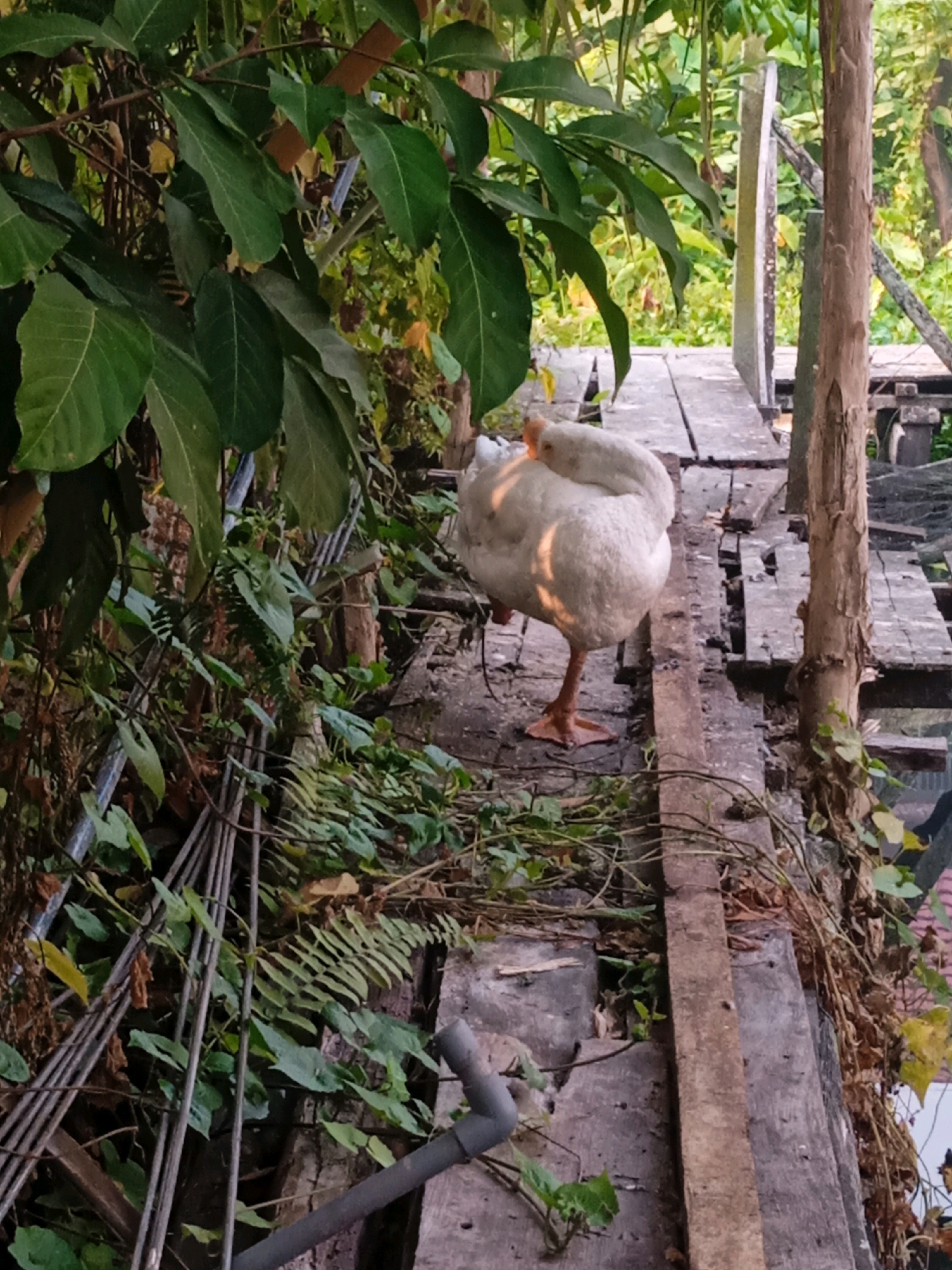 A white goose stands on a wooden walkway in Banjarmasin, Indonesia, with its head tucked into its body. The goose is facing left, with its left leg extended. The walkway appears weathered and is surrounded by lush green vegetation, including large leaves and ferns. There are also metal rods and a gray pipe visible on the ground near the walkway. The background shows more greenery and what appears to be another wooden structure. The lighting suggests it is daytime, possibly late afternoon, given the shadows.