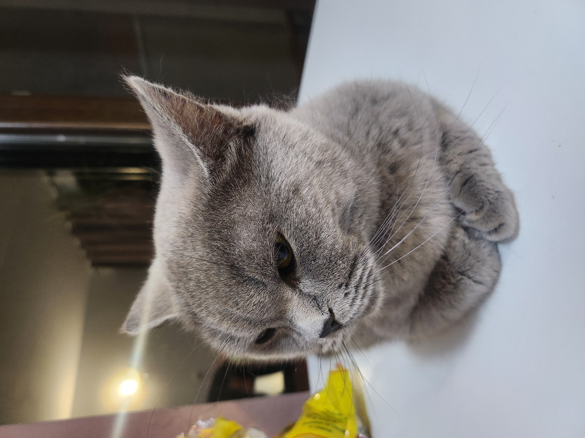 A British Shorthair cat with grey fur and amber eyes is resting on a white surface. The cat is looking to its left with its paws tucked underneath its body. In the background, there is a blurred image of a room with wooden furniture and a bright light source. The image was taken in Tsarevo, Bulgaria.