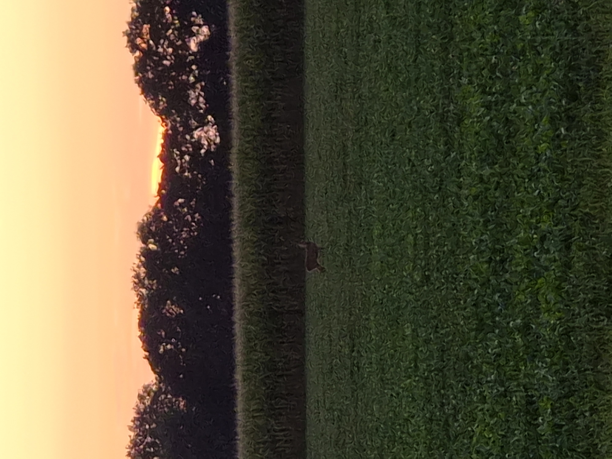 The image shows a deer standing in a field of green vegetation. In the background, there is a row of trees and a field of corn. The sky above is a gradient of orange and yellow, indicating a sunset or sunrise. The overall scene appears to be rural. The location is the city of Schiffdorf, Germany.