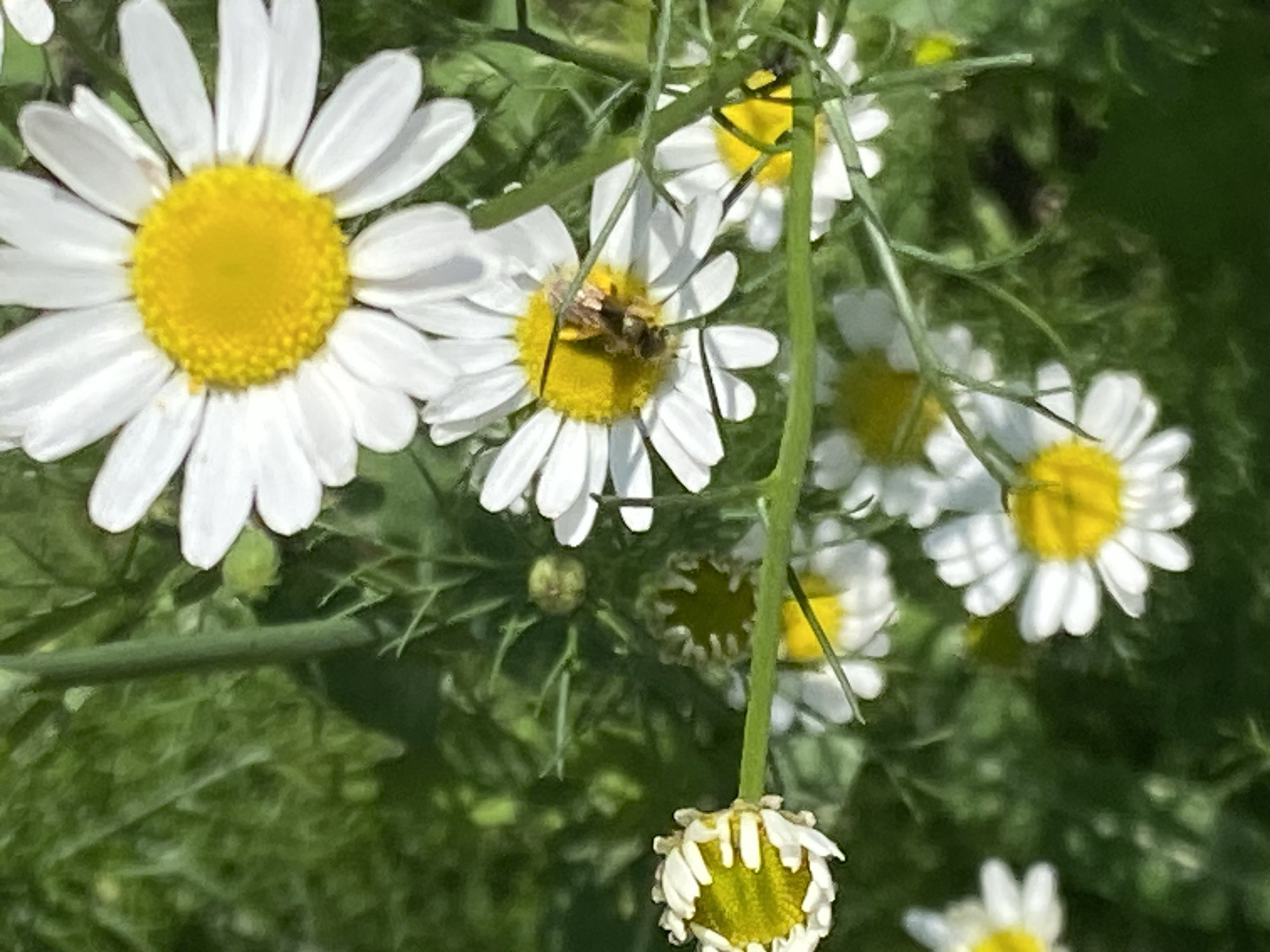 A close-up, eye-level shot captures a cluster of white and yellow chamomile flowers in a natural outdoor setting. The flowers are in various stages of bloom, with some fully open and others partially closed. In the center of one of the open flowers, a bee is actively collecting nectar, its body partially obscured by the yellow disc florets. The background consists of blurred green foliage, suggesting a garden or meadow environment. The lighting indicates it is daytime, with sunlight illuminating the flowers and creating a soft focus effect. The image does not contain any recognizable landmarks or elements that would allow for identification of a specific location within Novokuznetsk, Russia.