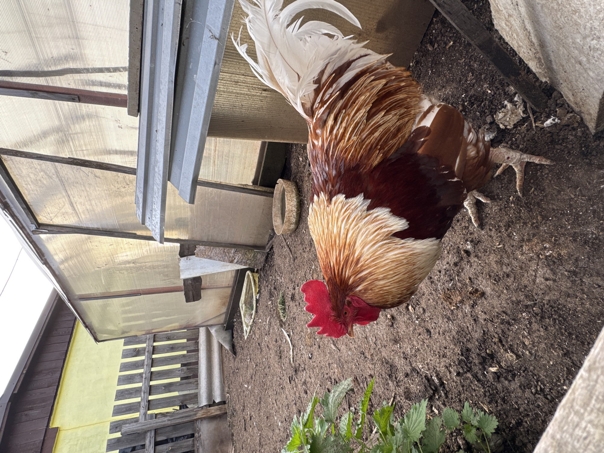 The image shows a rooster in an outdoor enclosure, likely located in Chaikovsky, Russia. The rooster has a reddish-brown body, a white head and tail feathers, and a red comb and wattle. It is standing on dirt ground with some green plants at the bottom of the frame. To the left, there is a partially visible structure with yellow painted walls and a translucent corrugated plastic roof. A concrete wall is visible on the right side of the frame. There is also some equipment on the left side of the frame. The photograph is taken at an angle, pointing downwards.