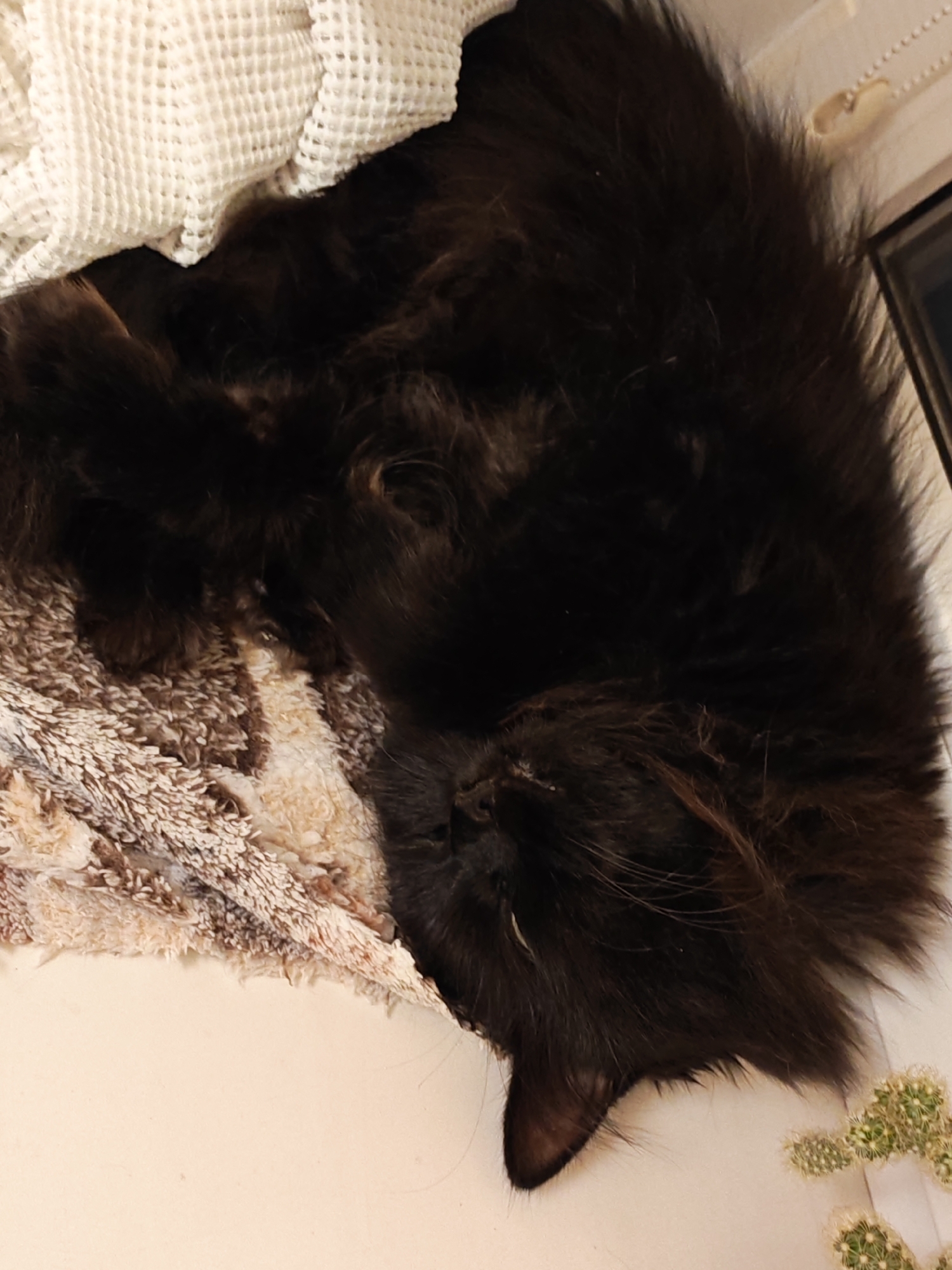 A black cat with long fur sleeps curled up on a textured, light-colored blanket, its head resting on a brown and beige patterned rug. The cat's face is partially obscured by its fur, but its ear is visible. To the right of the cat, a few small cactus plants are placed on a white surface. The background is a light-colored wall with a thin strip of a window frame visible at the top right. There are no people or any indications of the city of Bataysk, Russia in the image.