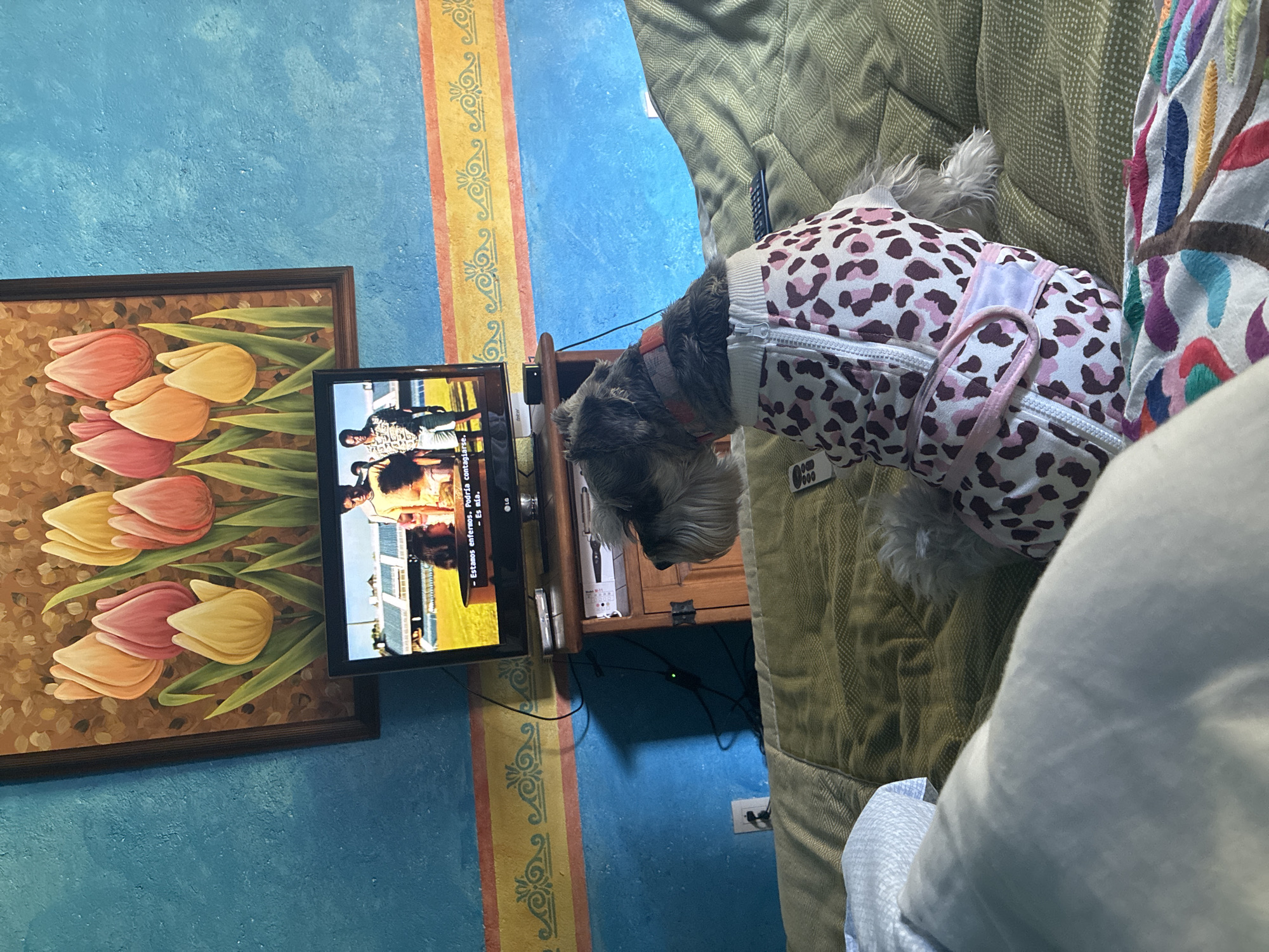 A partially visible Schnauzer dog, clad in a spotted body suit, sits on a couch in front of a television. The TV displays an image of people on a football field and text in Spanish. Beside the TV is a painting of tulips. The wall behind the TV and painting is painted in shades of blue with a decorative vertical stripe in yellow, orange, and blue. The scene is located in a building in Cañada de Madero, Mexico.