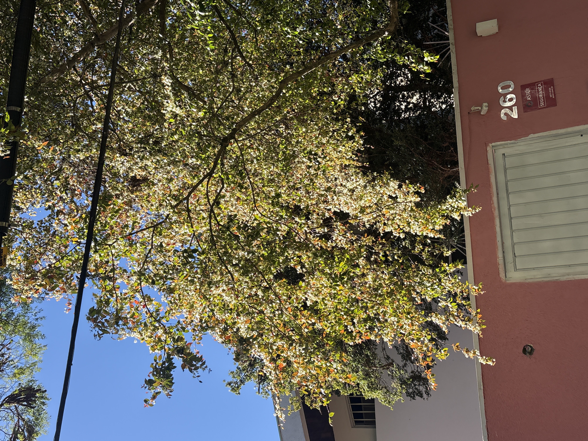 The image depicts a close-up view of a blooming tree with white flowers and green and reddish leaves, set against a bright blue sky. The tree's branches extend across the frame, partially obscuring a black power line. Below the tree, a pink wall is visible, featuring a white garage door and the house number "260" in silver numerals. A red security sticker with white lettering is affixed to the wall near the number. The wall also has a small circular opening, possibly for an intercom or camera. In the background, a portion of a light-colored building with dark-framed windows can be seen through the tree's foliage. The scene is suggestive of a residential area in a city, likely São Paulo, Brazil, given the presence of the security company "ASTER SEGURANÇA" and the "aster.com.br" web address on the sticker.