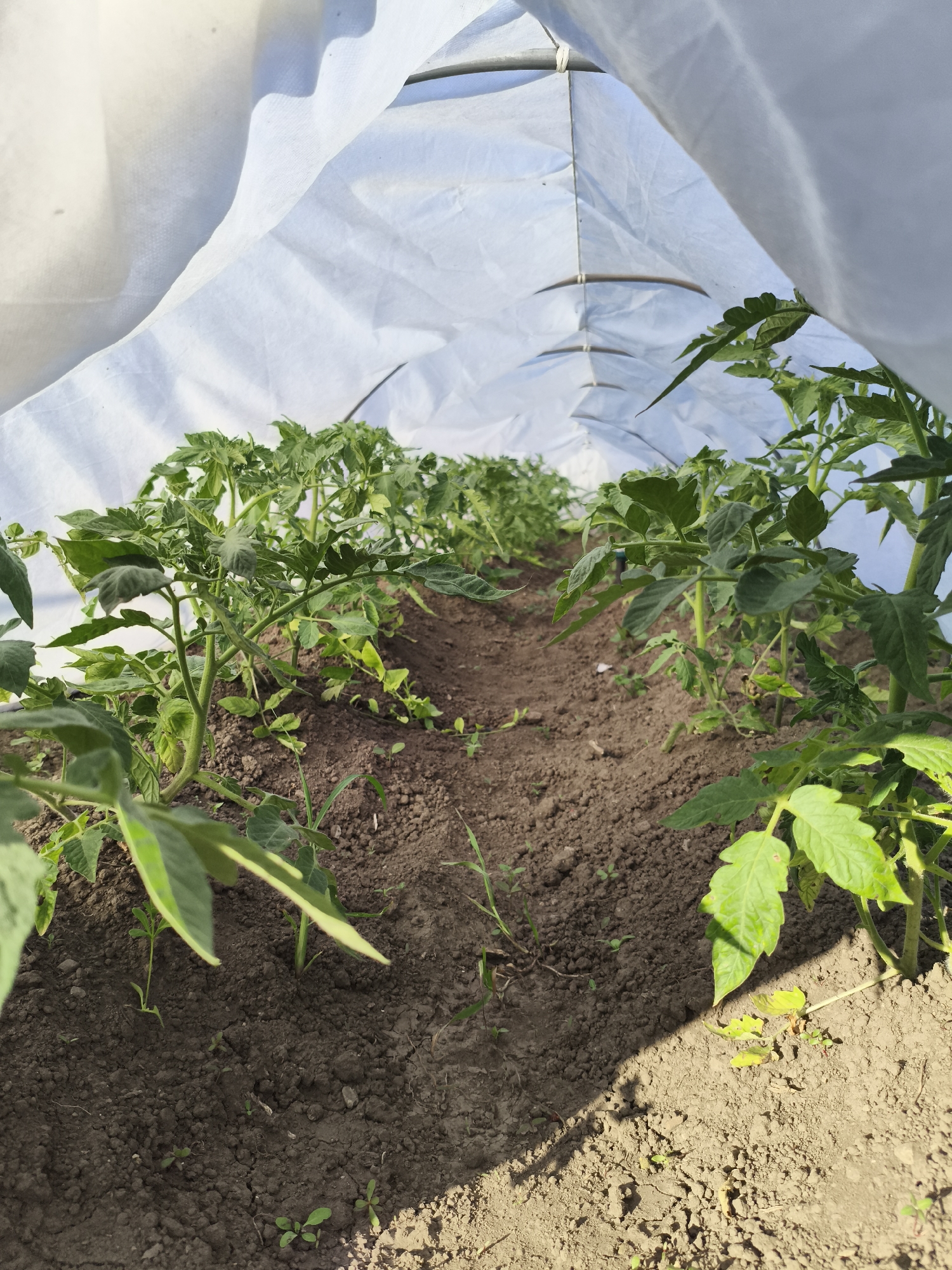 The image depicts a tunnel greenhouse in a rural setting, possibly on the outskirts of the village of Ilmino, Russia. The greenhouse is covered with white agricultural fabric, forming an arched structure. Inside, rows of young tomato plants are growing in the dark soil. The plants are green and healthy, with visible leaves and stems. Sunlight streams through the fabric, casting shadows on the ground and highlighting the plants. The scene conveys a sense of agricultural activity and growth. There are no people or animals visible in the image.
