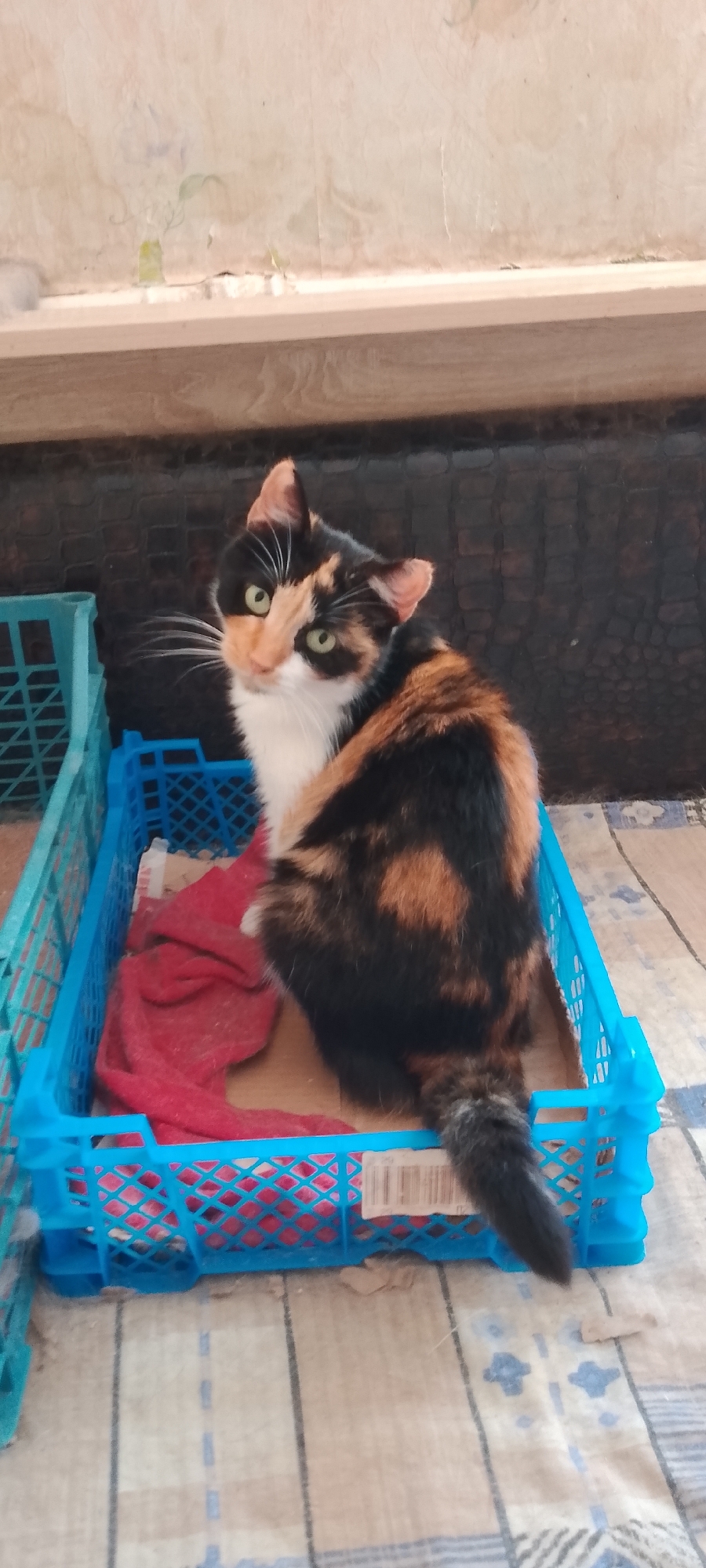 A calico cat with green eyes and white, black, and orange fur sits in a bright blue plastic crate lined with a red cloth. The cat is looking directly at the camera. The crate is placed on a surface covered with a checkered cloth. In the background, a dark, textured surface is visible above a wooden ledge. To the left of the main crate, another similar blue plastic crate is partially visible. The overall scene appears to be indoors, likely in a domestic setting or animal shelter, not in Belgorod, Russia.