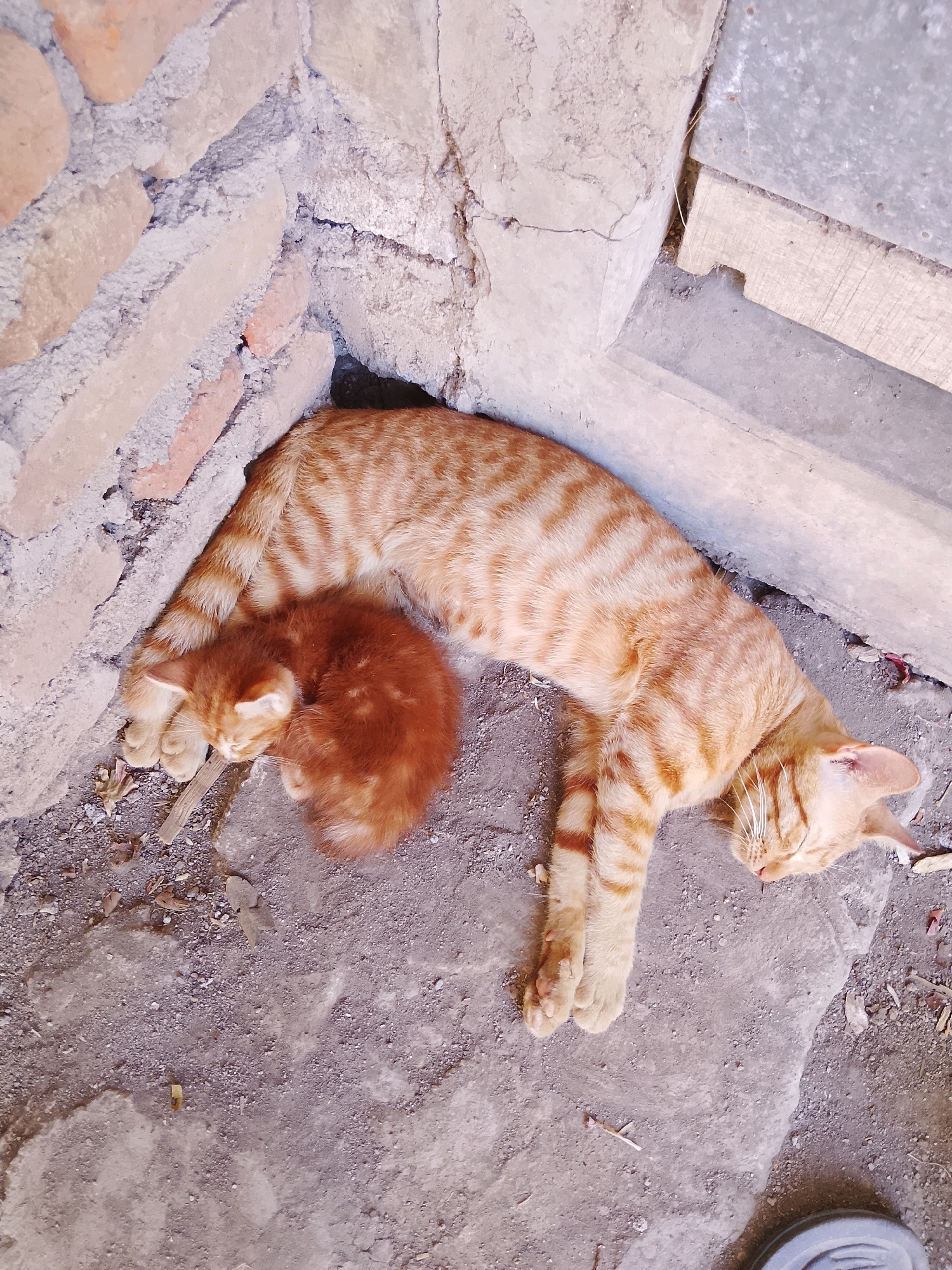 An adult orange tabby cat and a kitten are sleeping curled together in a nook formed by a brick wall and a concrete surface. The adult cat is lying on its side with its eyes closed, and its tail is curled around the kitten. The kitten is a smaller, fluffier version of the adult, also sleeping soundly. The ground is dusty and appears to be outdoors, possibly in an alley or a neglected outdoor space. The lighting suggests it is daytime.
