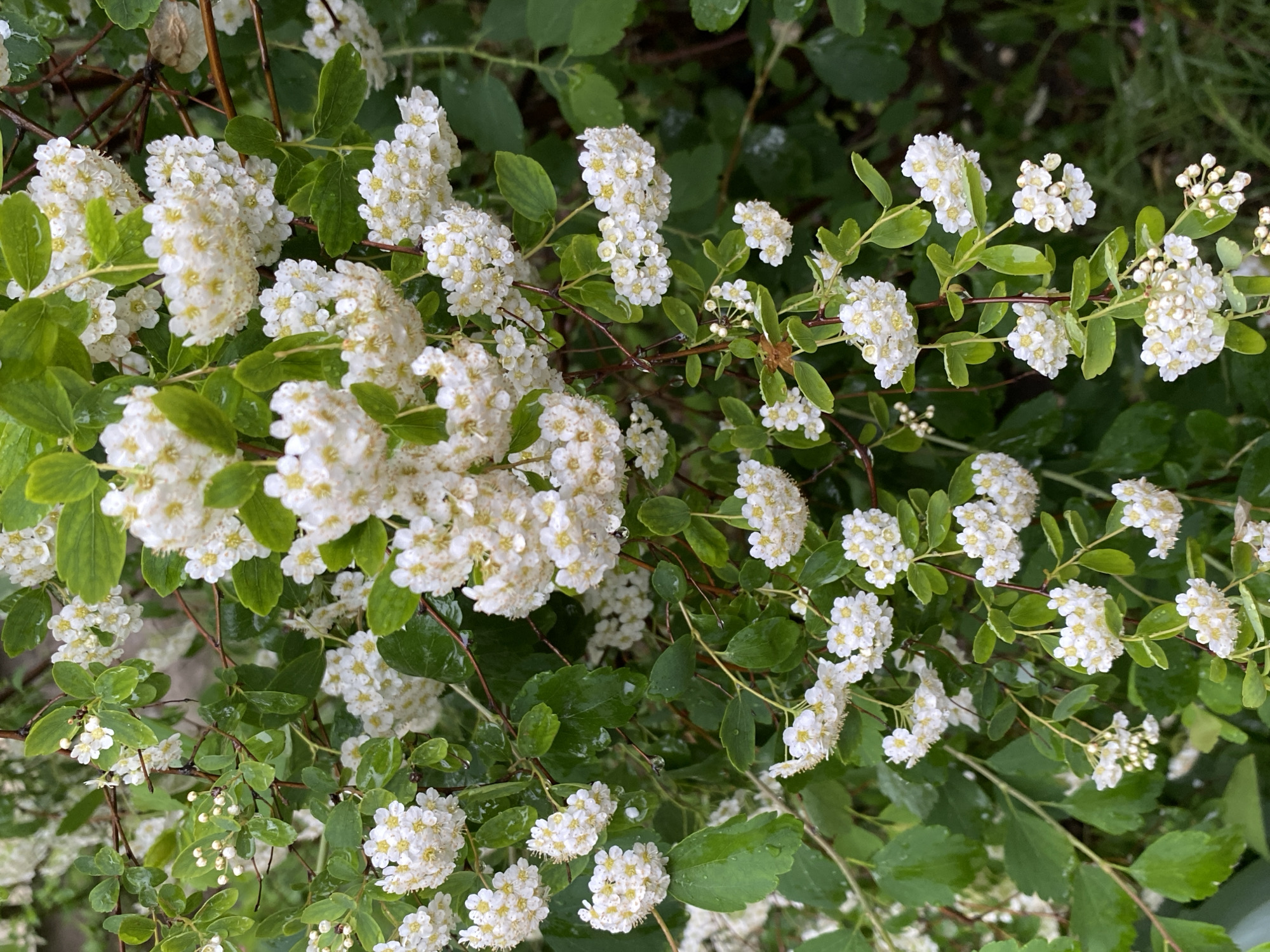 The image captures a close-up of a flowering shrub. The plant has small, rounded green leaves. The flowers are white and grow in clusters, creating a dense, fluffy appearance. The overall scene is natural and likely outdoors, with no indication of a specific city.