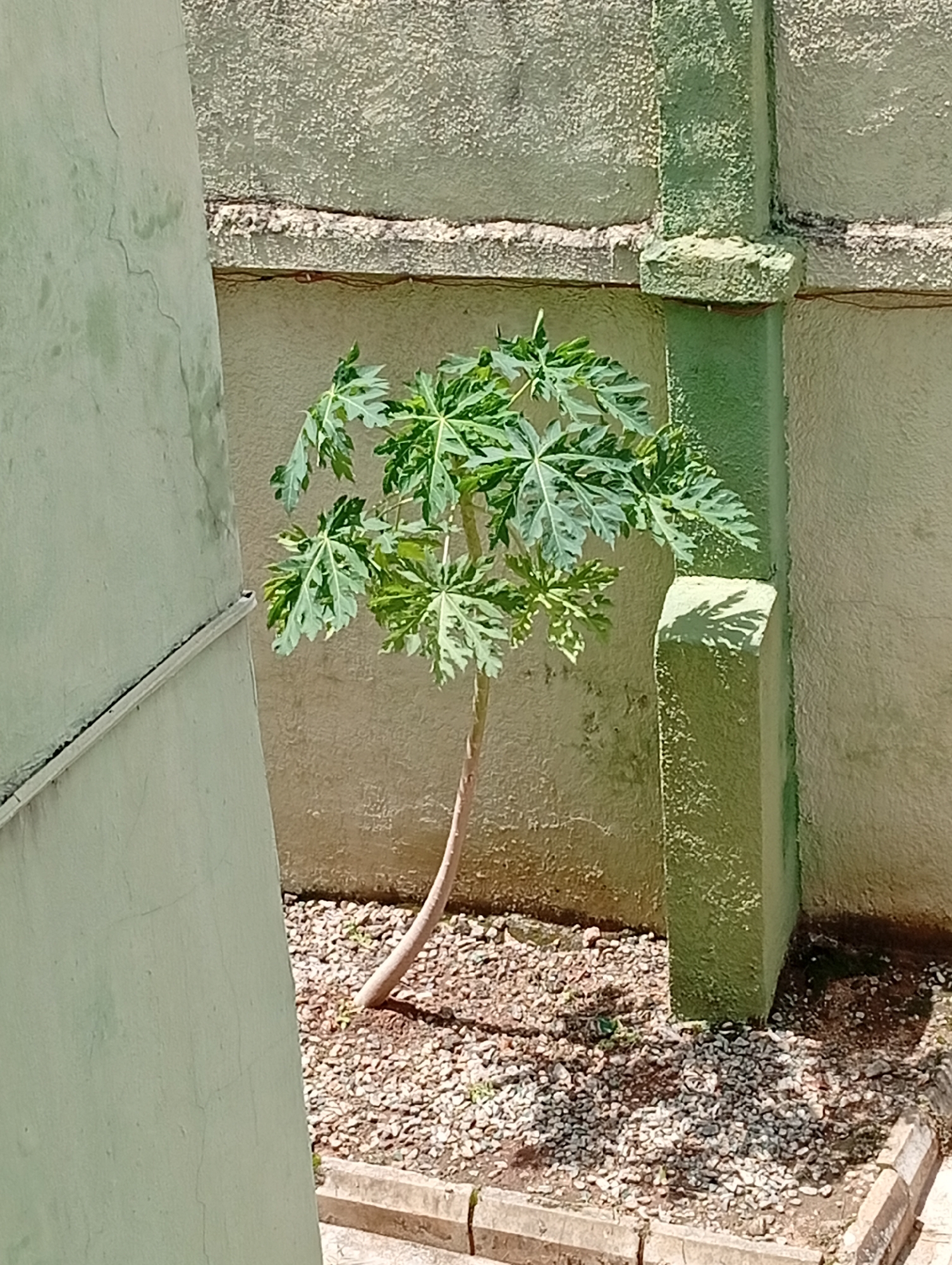 A small papaya tree grows between two green walls in Dutsen Alhaji, Nigeria. The ground is covered with small rocks. The tree is young, with a thin trunk and sparse leaves. The walls appear to be part of a building or structure. A short, green post stands adjacent to one of the walls. A concrete curb is located on the bottom of the image. The image shows a quiet, unassuming scene of urban vegetation within a residential area.