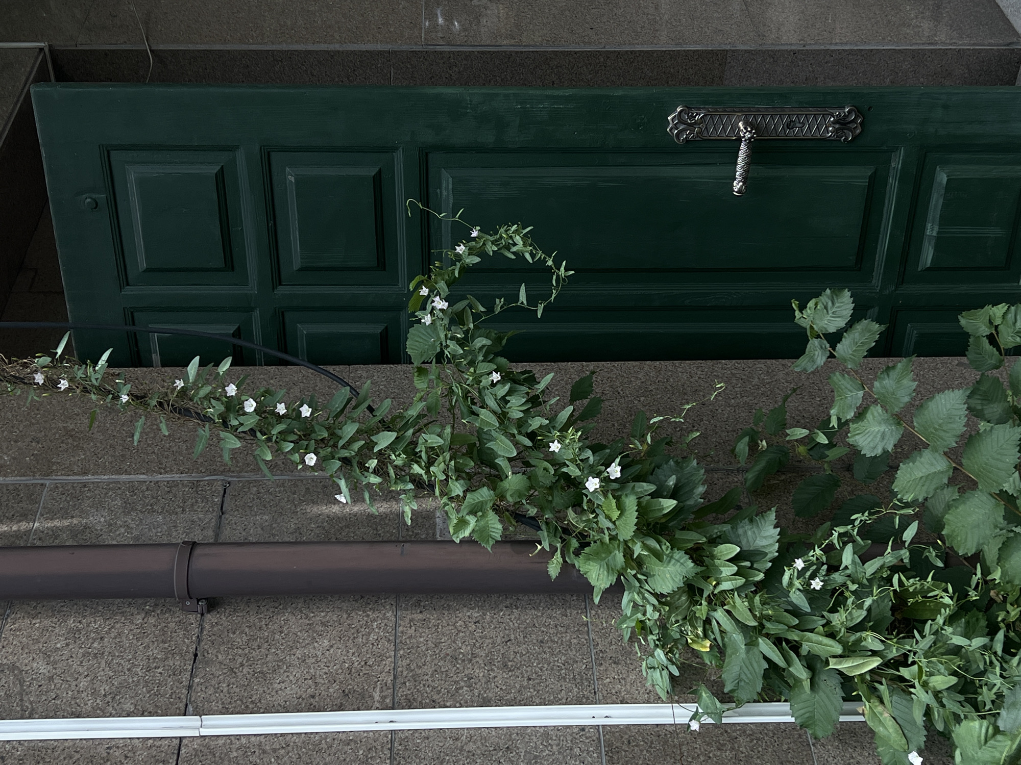 A dark green, paneled wooden door is partially ajar, revealing an ornate metal door handle. The door is positioned against a rough, grey stone wall. To the left of the door, a downspout runs vertically along a similar stone wall. A vine with green leaves and small white flowers is growing and climbing around the downspout and extending towards the open door. The scene appears to be outdoors in an urban setting. The image does not contain any people. The location is not specified in the image.