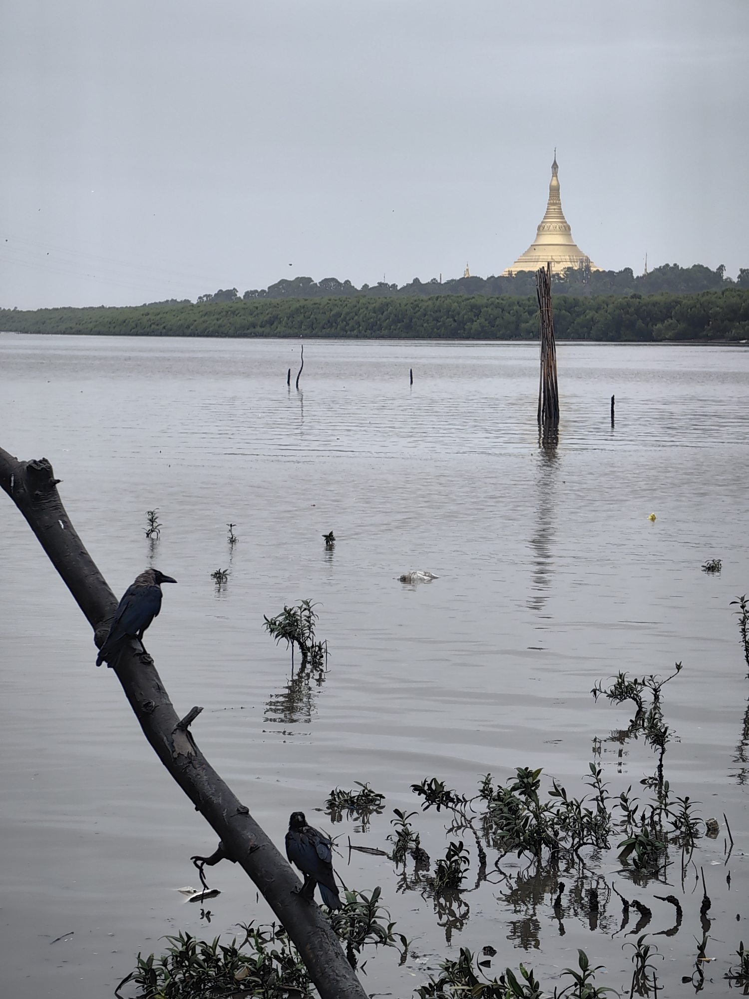 The image depicts a serene water scene with a prominent golden stupa in the background, identifiable as the Global Vipassana Pagoda in Gorai, India. In the foreground, a dark, gnarled tree branch extends diagonally from the left into the frame, with two dark-colored birds perched on it. The water is calm and reflective, with scattered aquatic plants and a few pieces of debris visible. The sky is overcast, casting a muted light over the entire scene. The Global Vipassana Pagoda, a large golden dome structure, stands majestically on the horizon, surrounded by a dense green treeline. Several vertical wooden posts are also visible in the water, likely remnants of an old pier or structure. The overall atmosphere is tranquil and slightly melancholic due to the overcast sky.