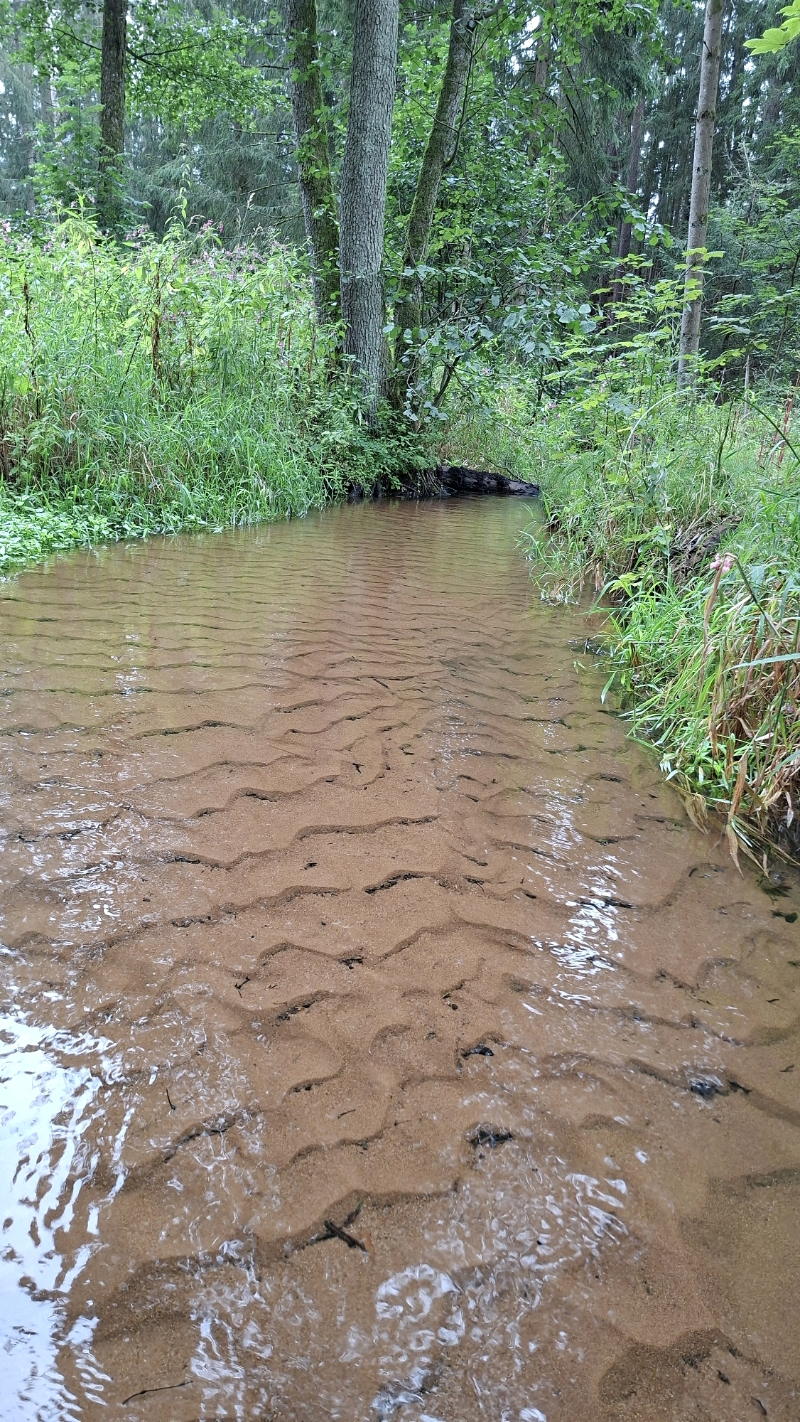 This image depicts a shallow, clear stream flowing through a forest. The stream bed is composed of sand with distinct ripple patterns, indicating water flow. Lush green vegetation lines the banks, with trees forming a dense canopy overhead. A fallen log is partially submerged in the water on the left bank. The scene appears to be natural and undisturbed, with no people or man-made structures visible. The overall impression is one of tranquility and natural beauty. This scene is located in the city of Winkelhaid, Germany, as indicated by the provided information.