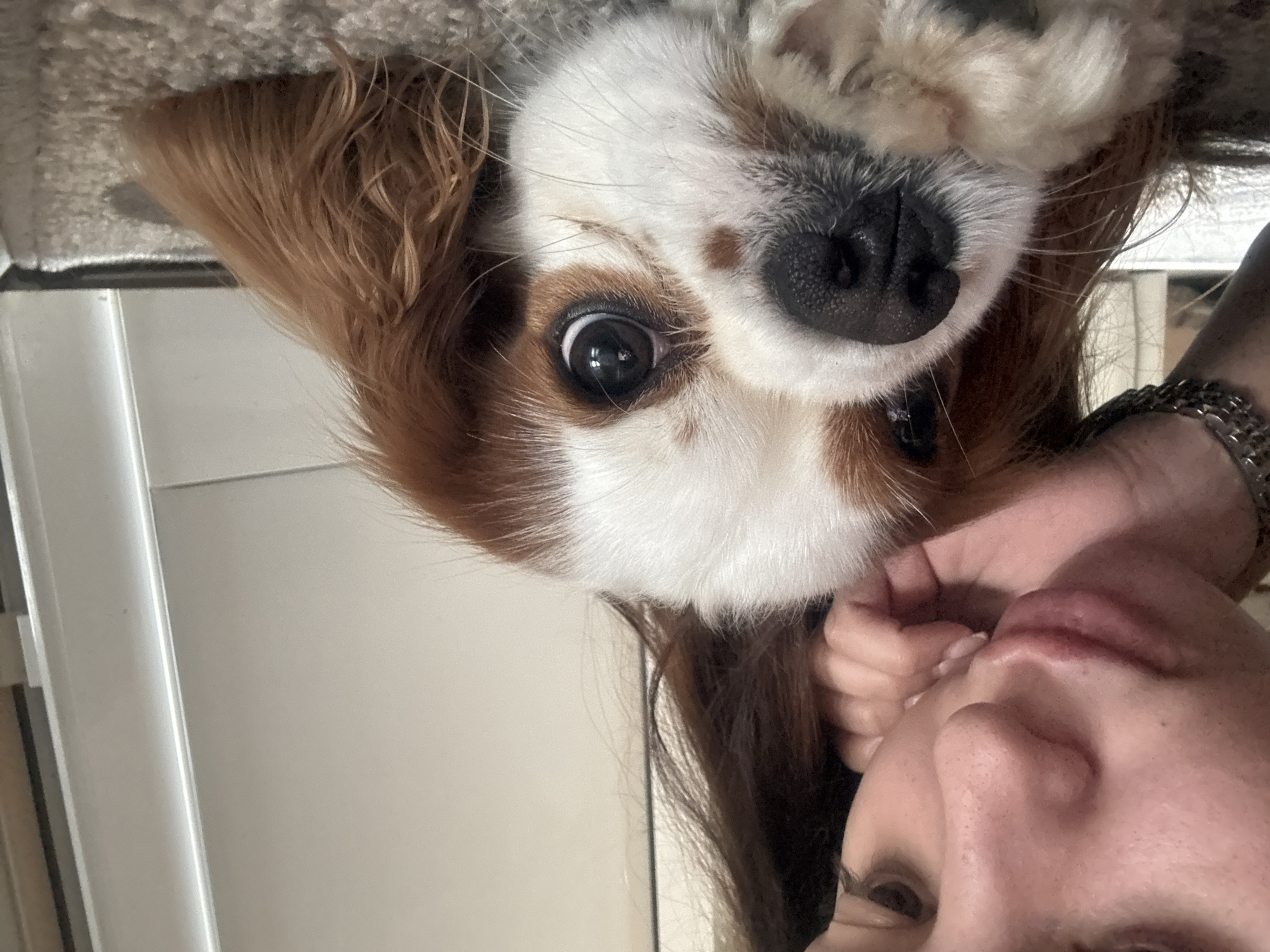 This close-up image, taken in Plovdiv, Bulgaria, captures an intimate moment between a person and a dog, presented from an inverted selfie perspective. The dog, likely a Cavalier King Charles Spaniel, occupies the central and upper portion of the frame. It features a distinctive tri-color or Blenheim coat with prominent white fur on its face, reddish-brown patches above its eye and ears, and a black, textured nose. Its large, dark, and reflective eye is wide open and looks directly towards the viewer, conveying an alert and curious expression. Long, wavy, reddish-brown fur, likely its ears, frames its face.
The person is partially visible in the lower right, with their face angled upwards, presenting their nose, mouth with full lips, and part of one eye. Their dark hair cascades downwards. A hand with short fingernails is seen near their mouth, and a metallic chain-link watch or bracelet adorns their wrist. The interaction appears playful and affectionate, with the dog's snout close to the person's face.
The background is largely out of focus, showing light-colored, possibly white or off-white, interior walls or surfaces. A textured, light grey material (perhaps carpet or bedding) is visible at the very top, and a vertical white frame or edge appears on the left side of the image. The lighting suggests an indoor setting, and the overall scene evokes warmth and connection between the subjects. No text is visible in the image.