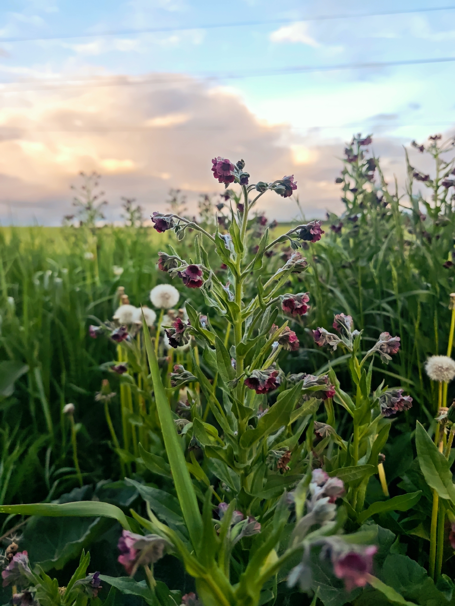 A low-angle, outdoor shot shows flowering plants in a field near Курово, Russia. The primary plant is a tall, green-stemmed specimen with small, burgundy-colored flowers clustered along its length. Surrounding it are grasses and dandelion seed heads. The background shows more of the field, stretching to the horizon. Above, a sky with pale blue and pink-tinged clouds is visible. Two dark electrical wires are visible in the background of the sky.