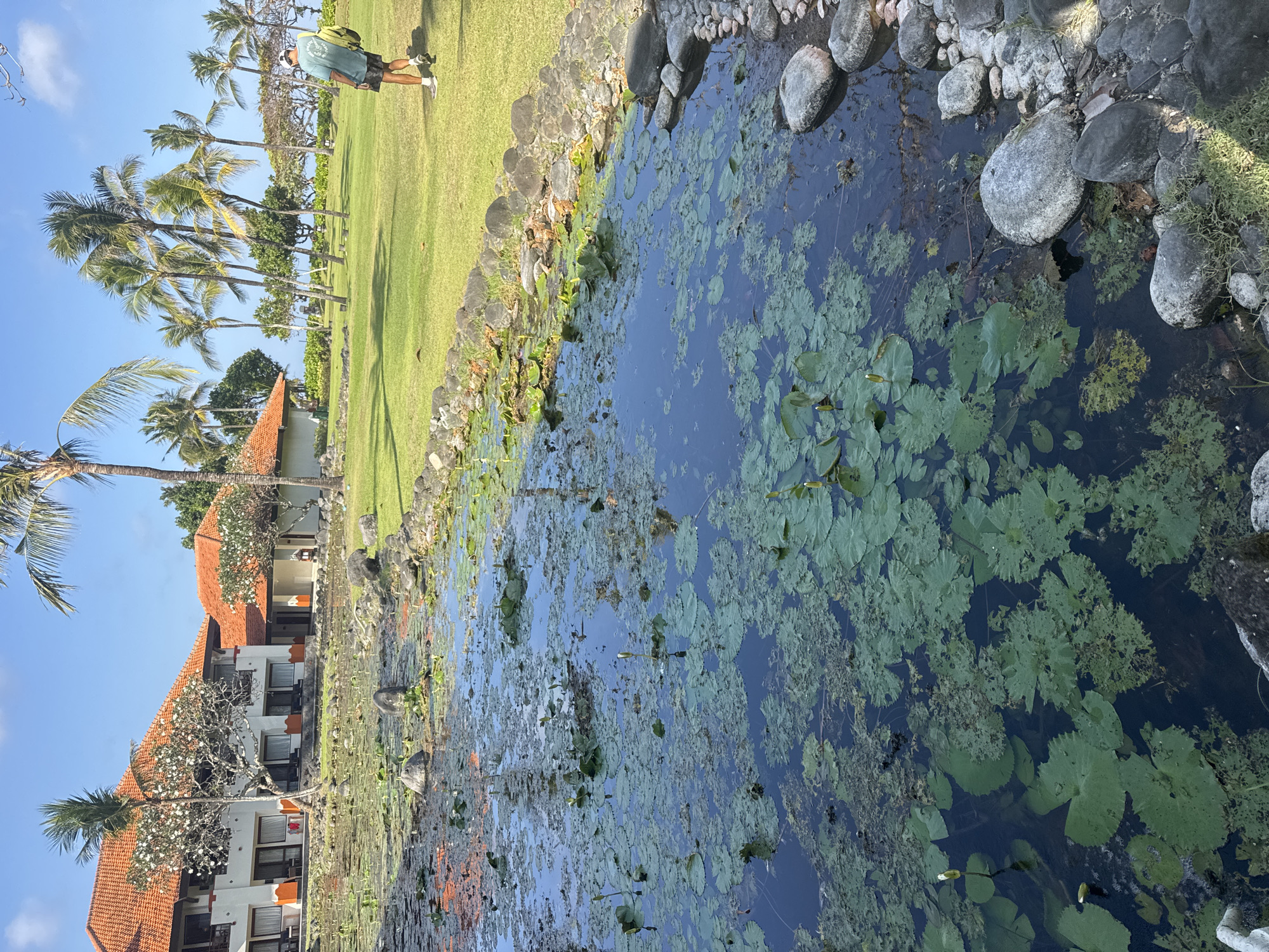 The image depicts a scenic view of a pond filled with lily pads and lotus plants in the foreground, set against a backdrop of a resort in Kuta Selatan, Indonesia. The pond's edge is bordered by natural stones and lush green grass. In the background, a resort building with traditional orange-tiled roofs and white walls is visible, surrounded by palm trees and other tropical vegetation. A man is walking on the grassy area to the right of the pond, carrying a bag over his shoulder. The sky is clear blue with a few white clouds.