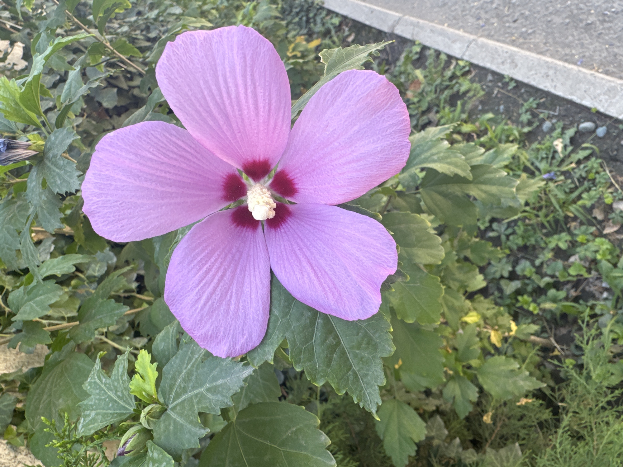 A close-up shot captures a vibrant pink hibiscus flower in full bloom, its five petals fanning out from a deep red center. The flower's stamens are a bright white and yellow, adding a delicate contrast. The hibiscus is surrounded by lush green leaves, some of which have a slightly serrated edge. In the background, a dark blue hibiscus bud hints at more blooms to come. To the right, a concrete curb lines a gray asphalt path, suggesting an urban setting. The scene is illuminated by natural light, casting subtle shadows and highlighting the textures of the petals and leaves. The overall impression is one of natural beauty thriving within an urban landscape. The location is Bishkek City, Kyrgyzstan.