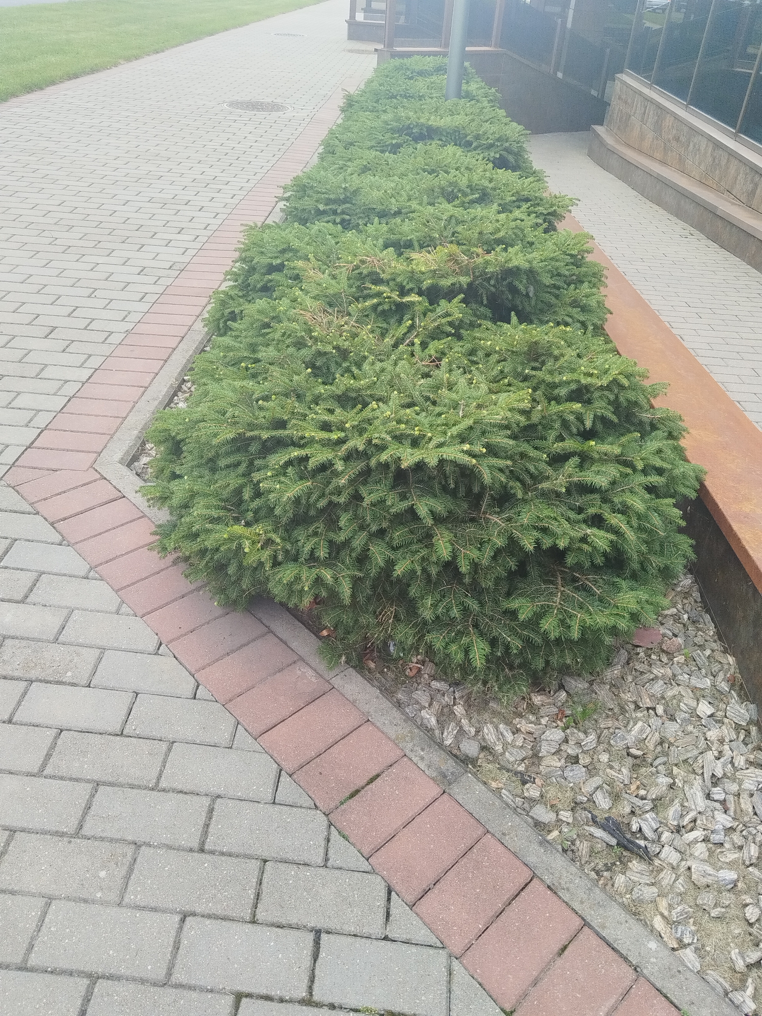 The image shows a paved pathway lined with evergreen shrubs. The pathway is constructed with rectangular gray pavers and a border of reddish-brown pavers forming a curved edge. The shrubs are densely planted and appear to be well-maintained. Beyond the shrubs, a grassy area is visible on the left, and a building with large windows and stone accents is present on the right. The ground around the shrubs is covered with wood chips and small stones. There are no people or animals visible in the image. The scene suggests an urban or suburban setting, possibly a park, commercial area, or residential complex. The presence of a manhole cover on the pathway indicates it is a public space. The image was taken on a cloudy day, given the diffused lighting and muted colors. Based on the style of paving and landscaping, and the architectural elements of the building, this scene could be found in the city of Brest, Belarus.