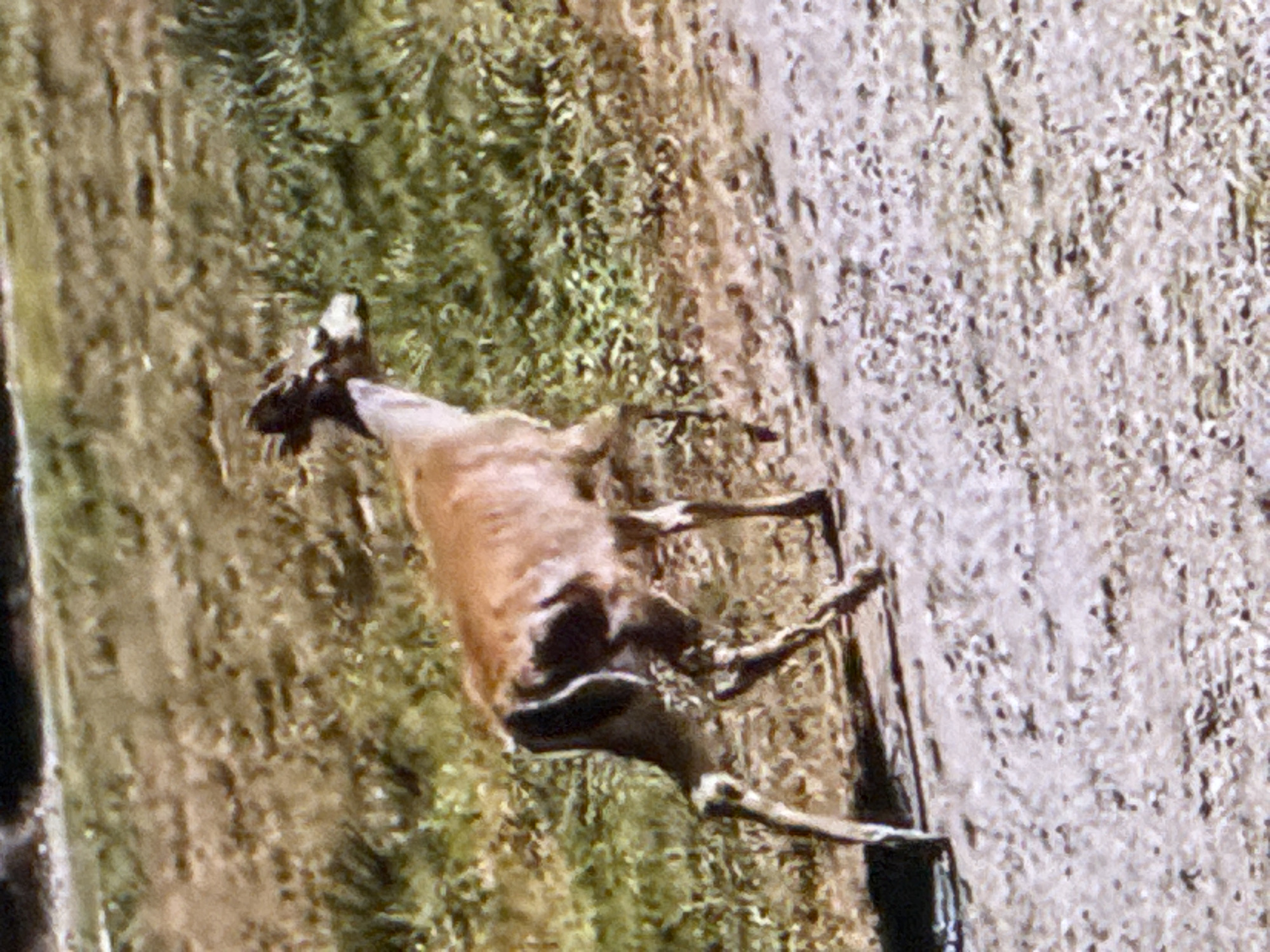 A deer is walking along a dirt path in Springboro, Ohio. The deer is a reddish-brown color with dark markings on its legs and tail. It is facing to the right and appears to be moving away from the camera. The background is a grassy area with some trees. The image is taken from a high angle, looking down at the deer.