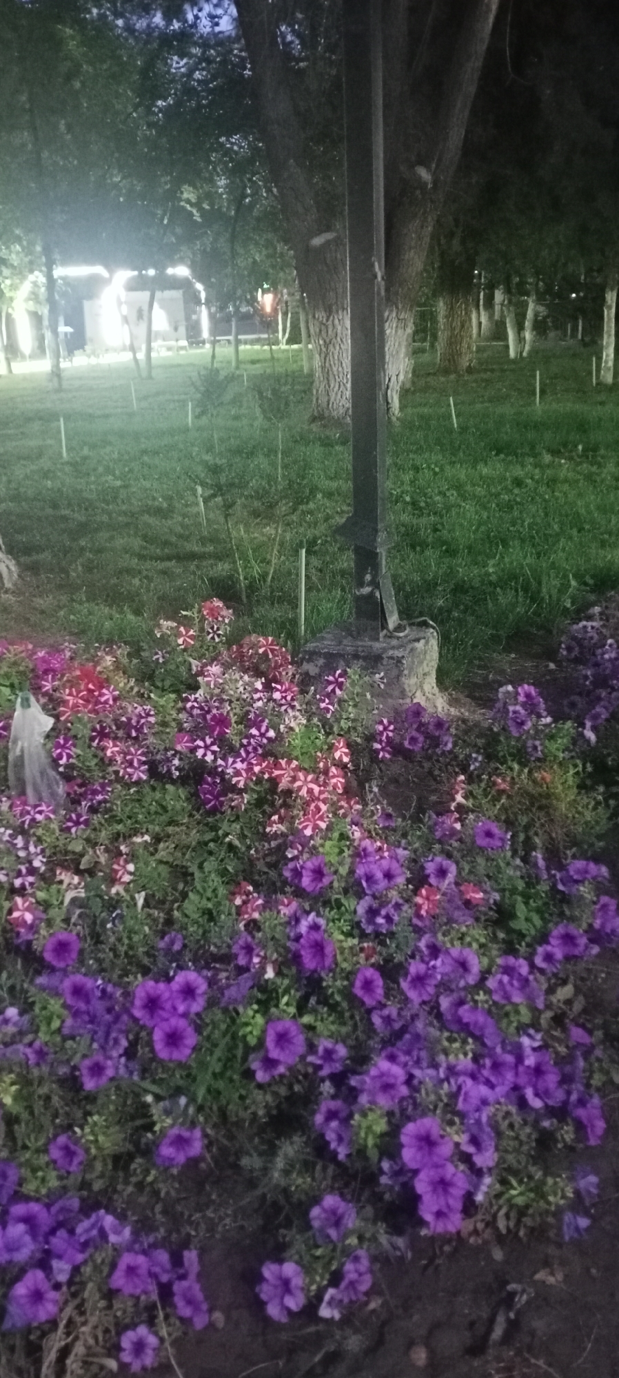 A close-up, low-angle shot captures a dense bed of vibrant purple and pink petunias in Sokuluk, Kyrgyzstan. The flowers are in full bloom, creating a rich carpet of color that fills the foreground. Behind the flowers, a black metal lamppost stands tall, its base resting on a rough concrete foundation. In the background, a well-maintained grassy lawn stretches towards a line of trees with thick, textured bark. The scene is dimly lit, suggesting it is either dusk or nighttime, with some artificial lighting illuminating the area in the distance, creating a soft glow. A white plastic bag is visible on the left side, partially obscured by the flowers, and a few slender green stakes are scattered across the lawn.
