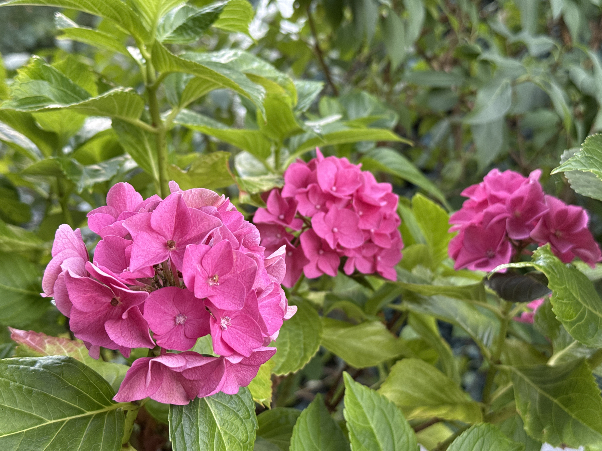 Three clusters of bright pink hydrangeas bloom among lush green leaves. The flowers are in sharp focus, with individual petals clearly visible. The background is softly blurred, suggesting other foliage in the distance. The scene appears to be an outdoor garden setting, possibly in the town of Bad Sachsa, Germany, given the context. No people are present in the image.
