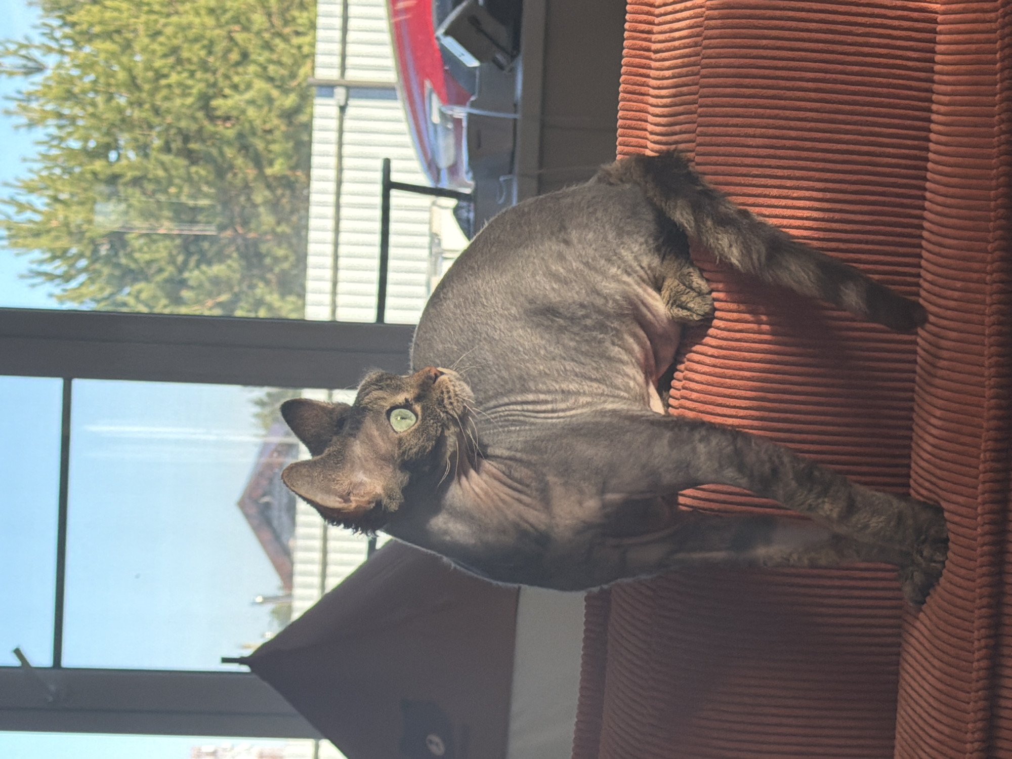 A hairless grey cat is lounging on a ribbed, orange-red surface, possibly a couch or chair. The cat is positioned with its head angled up and to the left, looking towards a window. Outside the window, there is a green tree, a white fence, and what appears to be a red vehicle. A building with a sloping roof is also visible in the reflection on the window. The location is unknown.