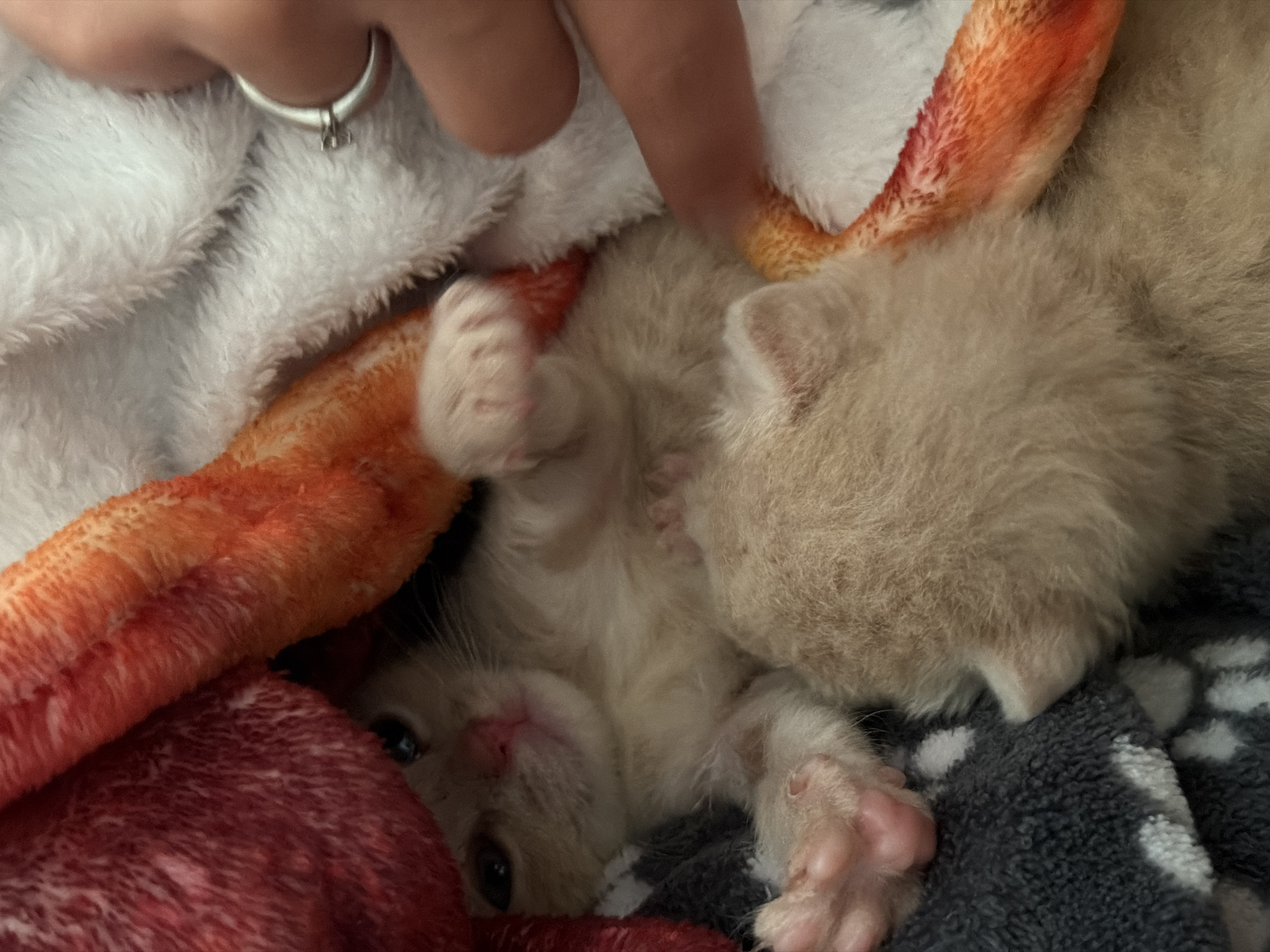 A close-up, overhead shot captures two very young kittens nestled within a pile of soft, fluffy blankets. The blankets display a gradient of colors, transitioning from a deep red on the left to vibrant orange and white. One kitten, with pale cream fur and visible pink toe beans, is positioned on its back, exposing its belly. Its eyes are open and dark. Beneath it, another kitten, mostly obscured and with lighter, tan-colored fur, rests its head. A human hand, adorned with a silver ring on the index finger, enters the frame from the right, with a finger gently touching the side of one of the kittens. The scene is intimate and appears to be indoors, suggesting a domestic setting. There is no information in the image to indicate the location in the city of Moscow, Russia.