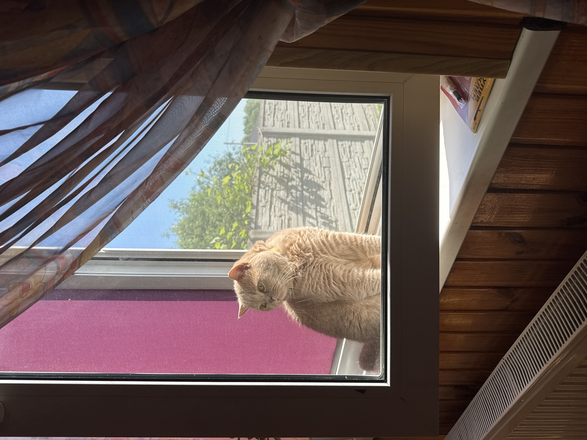 A light-colored cat with short fur sits on a windowsill, looking out a window. The cat is facing left, with its body angled towards the viewer. It has a yellow collar. Outside the window, there is a blue sky, green trees, and a grey concrete fence. A sheer, patterned curtain hangs on the right side of the window, partially obscuring the view. Inside, a wooden paneled wall is visible below the windowsill, with a white radiator positioned in the foreground. A package of glue is on the windowsill to the right of the cat.