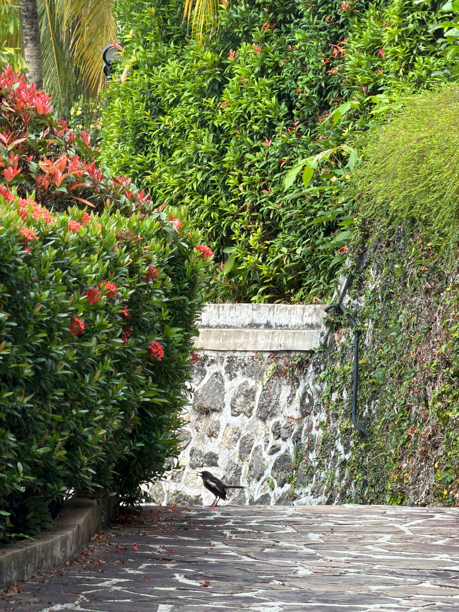 The image depicts a bird on a stone pathway lined with lush green foliage and a stone wall. The bird, black with white markings, is facing left with its beak open. To the left of the pathway, dense green bushes with red flowers are visible. Behind the bushes, palm fronds and a street light can be seen. To the right, a stone wall covered in ivy rises up, with a black pipe running down its surface. Fallen leaves are scattered across the pathway. The scene appears to be an outdoor, possibly tropical, environment. This image may have been captured in Batam, Indonesia, a city known for its tropical climate and abundant greenery.