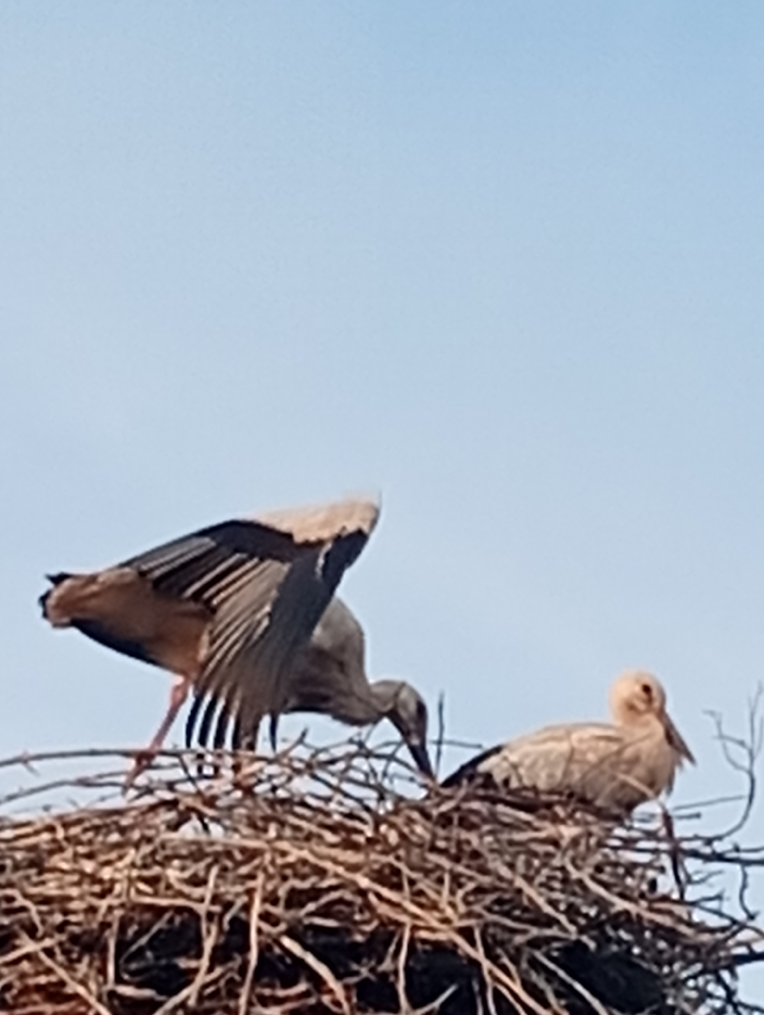 Two storks are in a nest made of twigs. The stork on the left is facing away from the viewer, with its wings spread as if it is about to take flight. Its feathers are brown and white, and its legs are a reddish-pink color. The stork on the right is facing to the left and is sitting in the nest. It is mostly white and tan in color. The sky behind the storks is a pale blue.