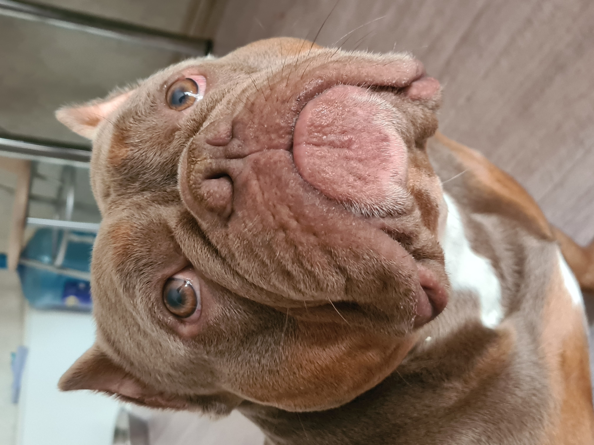 A close-up, rotated image shows a brown dog with a white chest. The dog's head is tilted upwards, and its face is the main focus. The dog has large, expressive brown eyes with some redness around them, possibly indicating irritation or allergies. Its nose is large, pink, and wrinkled, with visible whiskers. The fur on its head is short and appears soft. The background is blurred, but suggests an indoor setting with a beige, textured surface and a hint of metal shelving. The lighting is soft and appears to be from an artificial source. The dog's expression could be interpreted as curious or pleading, due to the upward tilt of its head and the wide-open eyes. There is no visible text in the image. The overall impression is an intimate portrait of a pet.