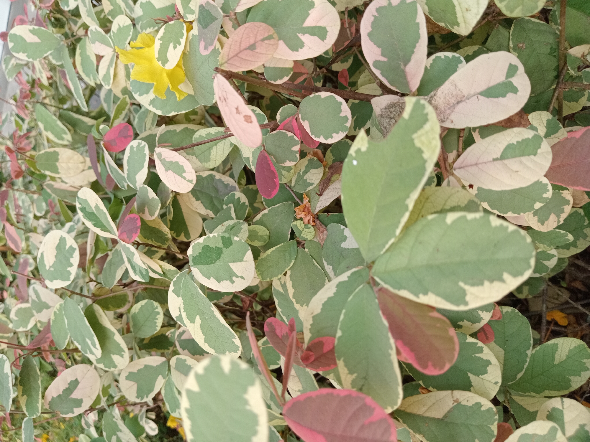 The image shows a close-up view of a plant with variegated leaves. The leaves are oval-shaped and have a mix of green, white, and some reddish-pink patches. Some of the leaves also show a yellowish-green hue. A single yellow flower is visible among the leaves. The background is blurred and appears to be dark, suggesting a natural outdoor environment. The image is a still photograph, taken from a slightly elevated perspective looking down onto the plant. There are no people or animals visible in the image. The exact location in Gunung Putri, Indonesia, is not discernible from the image itself, but the foliage suggests a tropical or subtropical climate.