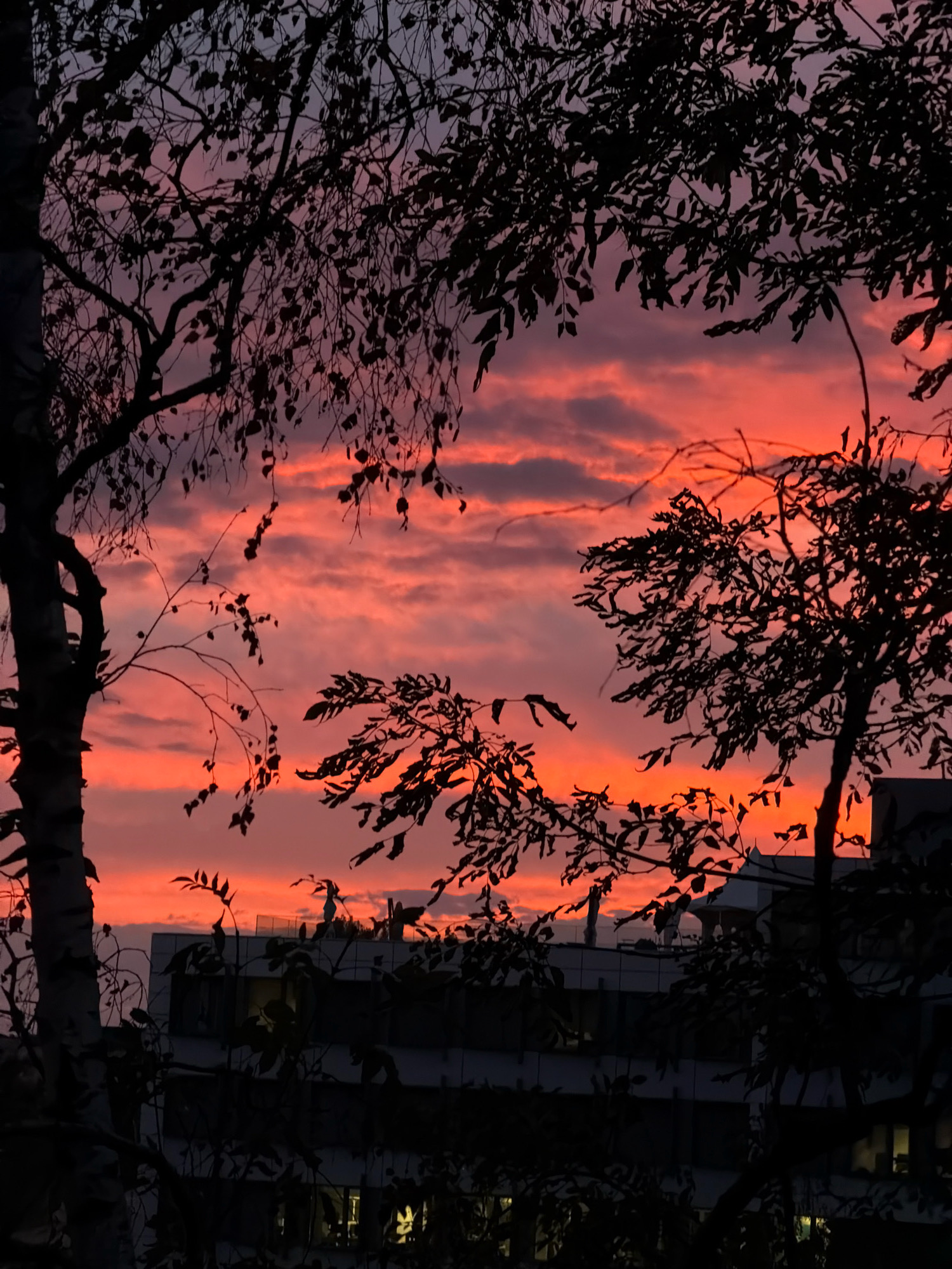 The image depicts a sunset viewed through silhouetted tree branches, framing a modern building. The sky is filled with vibrant orange and pink clouds. In the foreground, on the left, is the dark silhouette of a birch tree with sparse leaves. To the right, more tree branches with dark leaves fill the frame. Behind the trees, a multi-story building with dark windows is visible. Some lights are on in the building's windows, suggesting it is occupied. The overall scene is dark, with the bright sunset colors providing a stark contrast. The location is identified as Leudelange, Luxembourg.